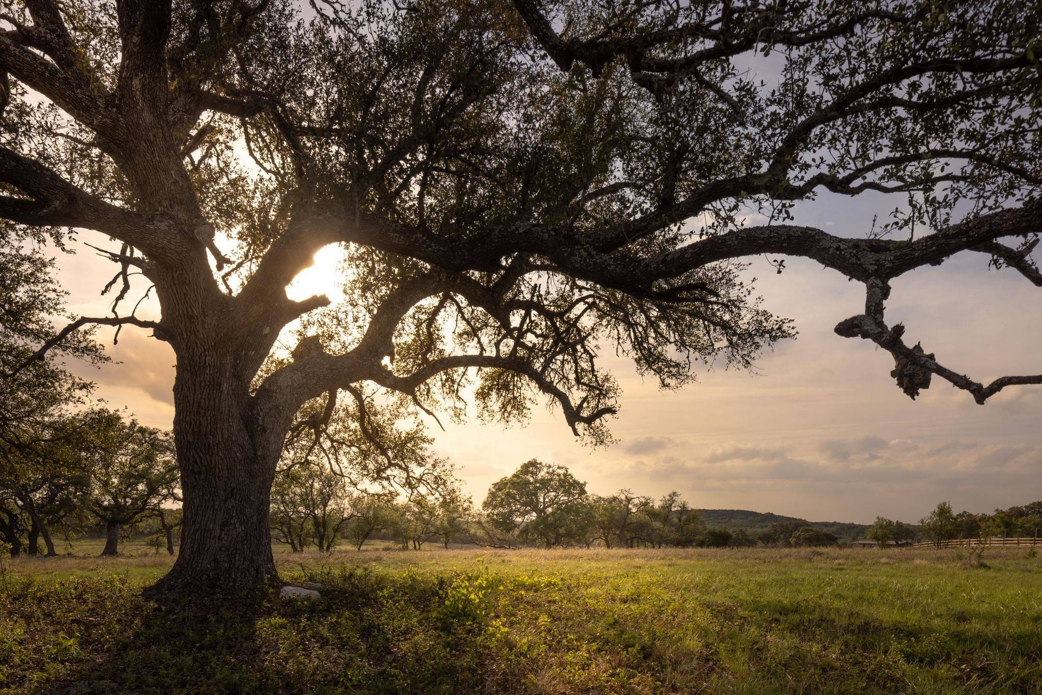 2609 Prochnow RD, Dripping Springs, TX 78620