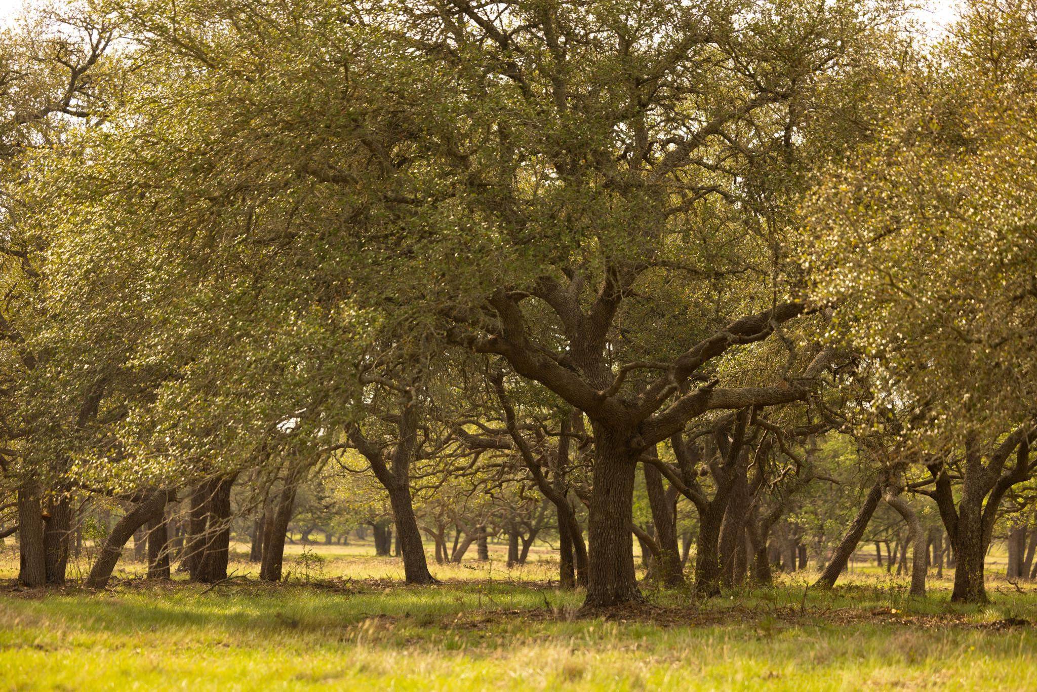 2609 Prochnow RD, Dripping Springs, TX 78620