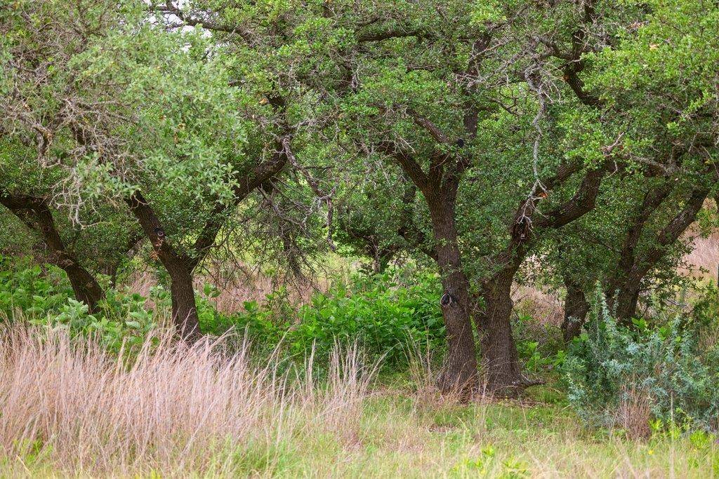 292 N Scenic Hills CT, Blanco, TX 78606