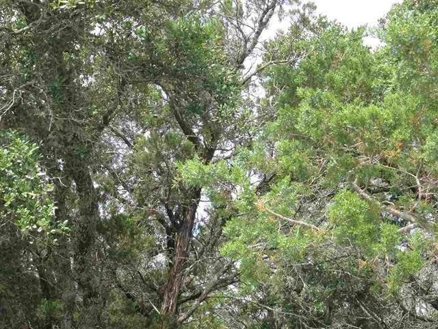 TBD Ed Low DR, Burnet, TX 78611