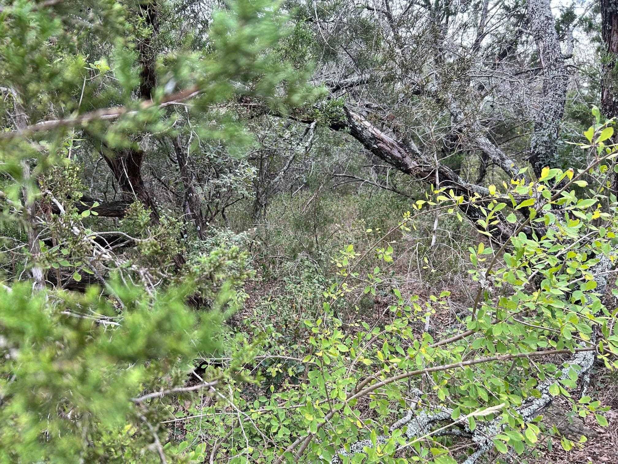 000 TAYLOR DR, TX, Marble Falls, TX 78654