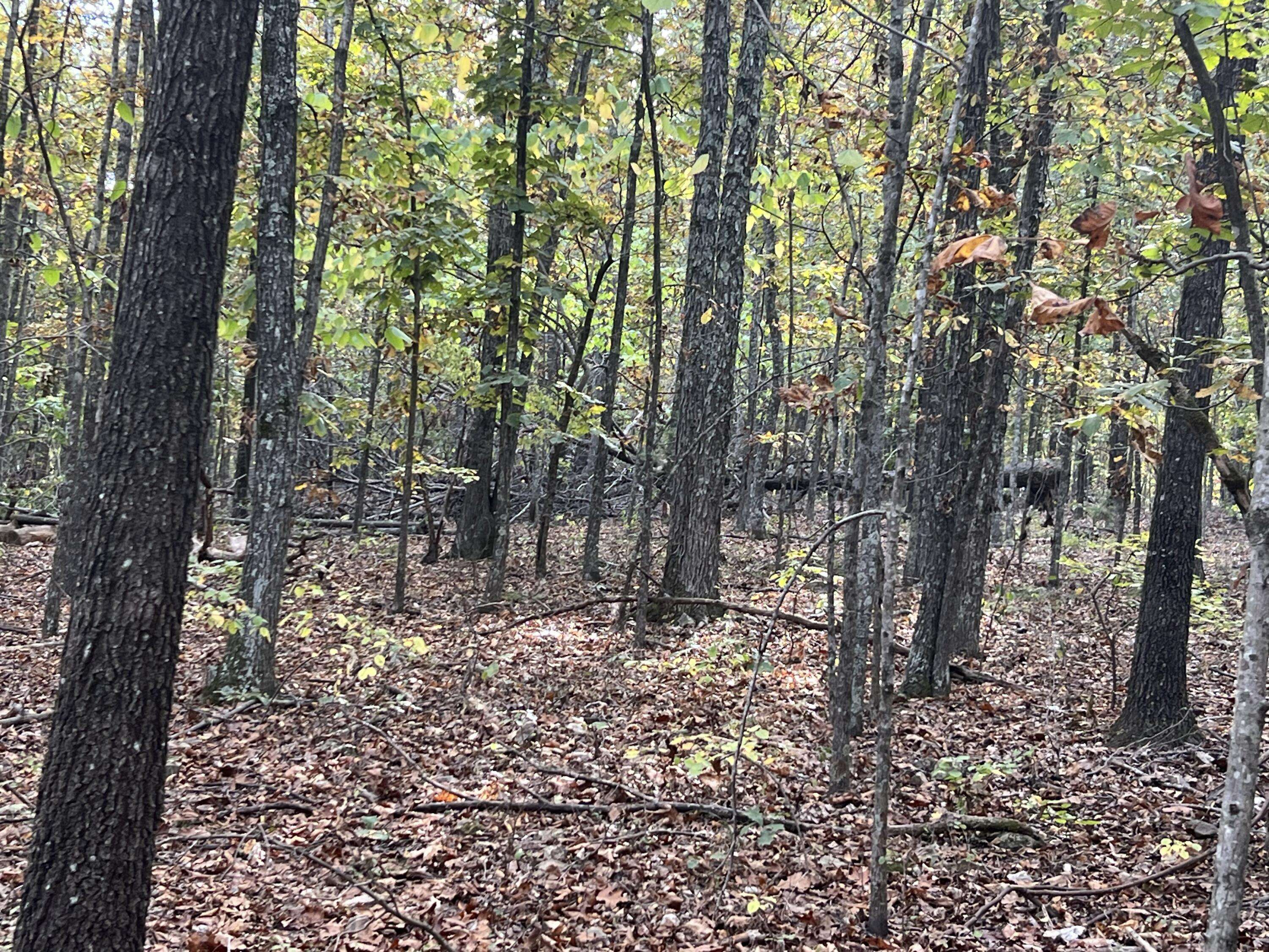 Lot 1 County Road 113, Alton, MO 65606