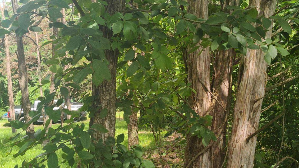 Lot142 143 Farm Road 1255, Shell Knob, MO 65747