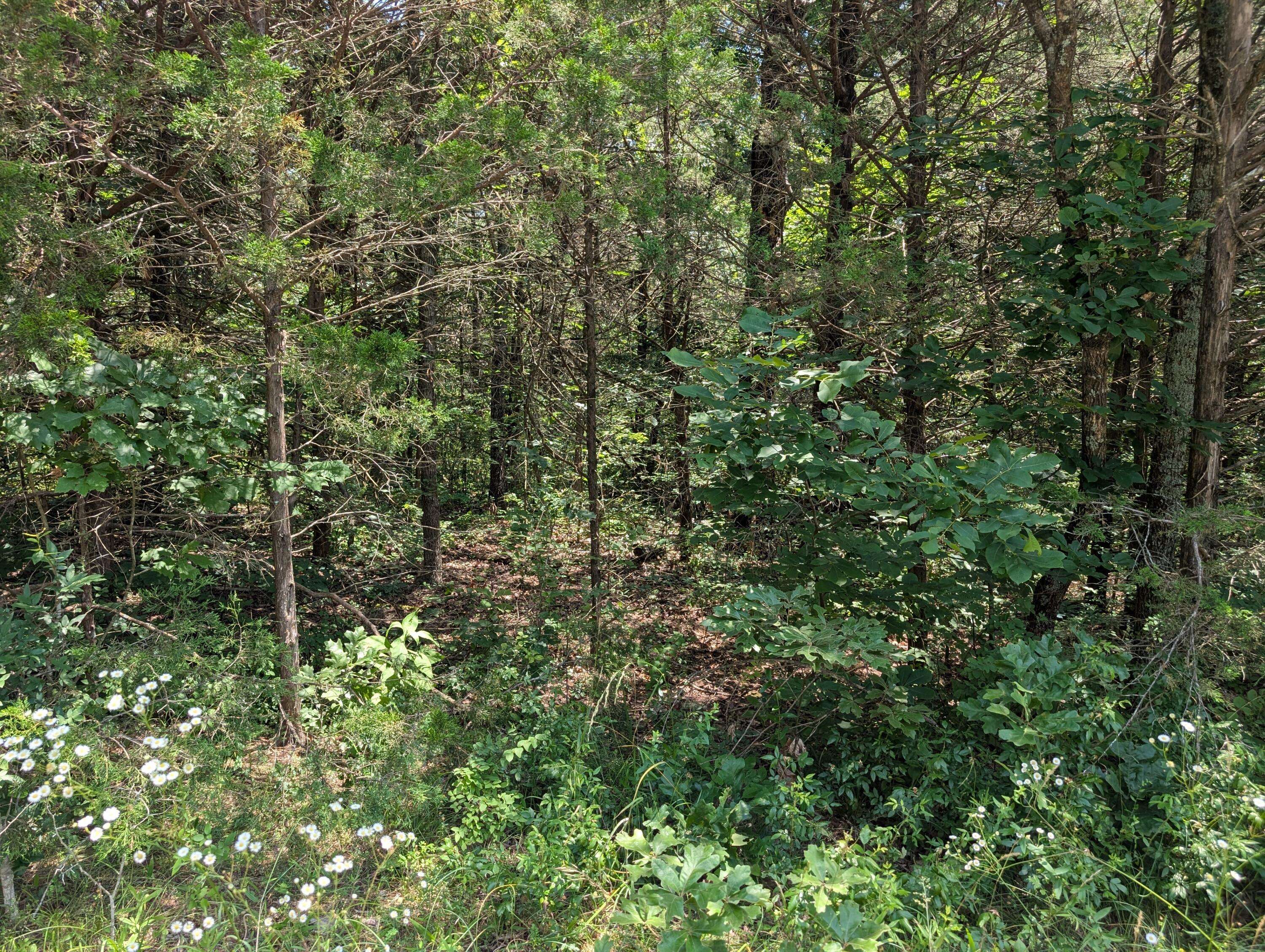 6 Lots Farm Road 1255, Shell Knob, MO 65747