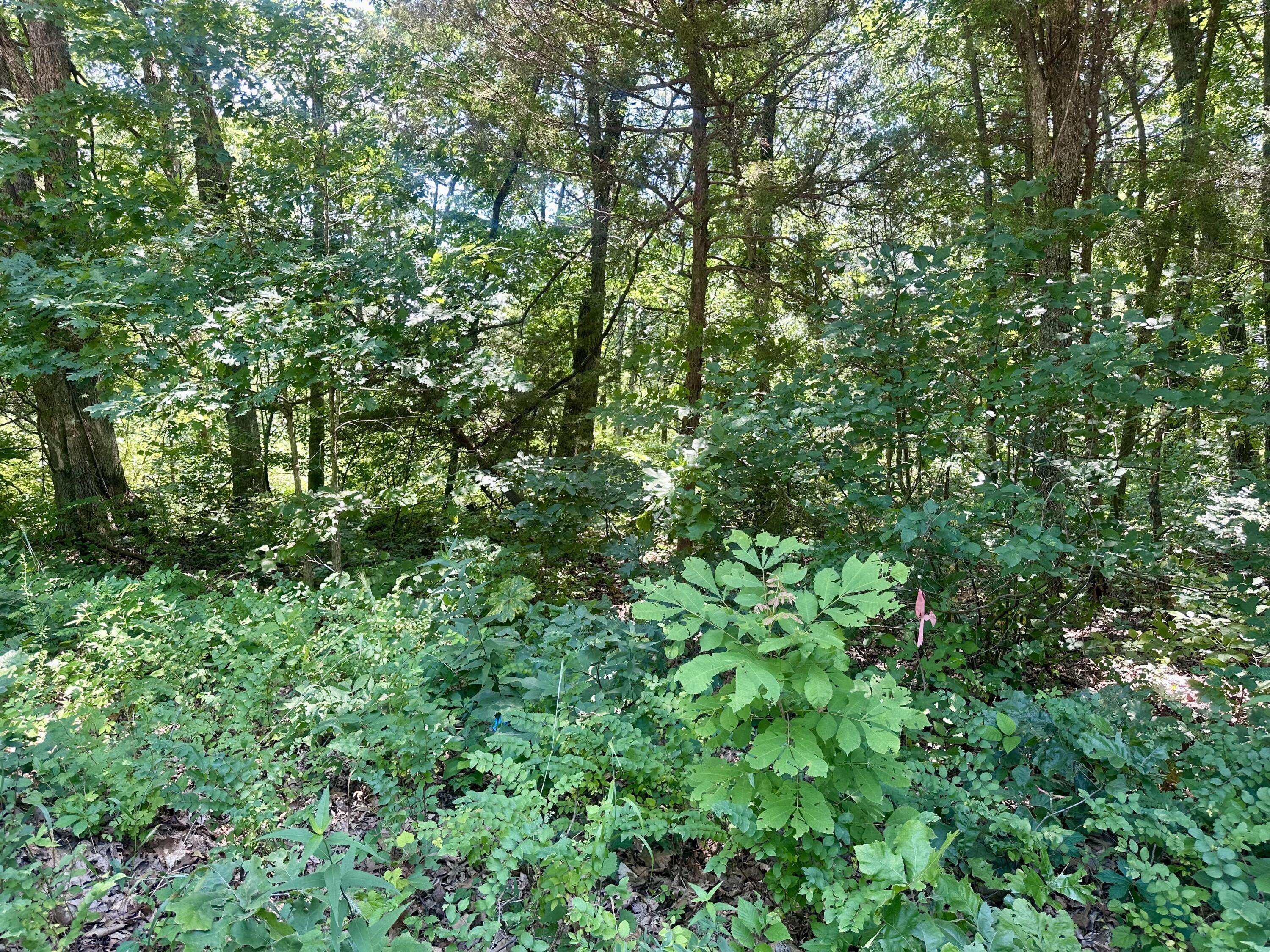 Tbd E Highway N, Stockton, MO 65785