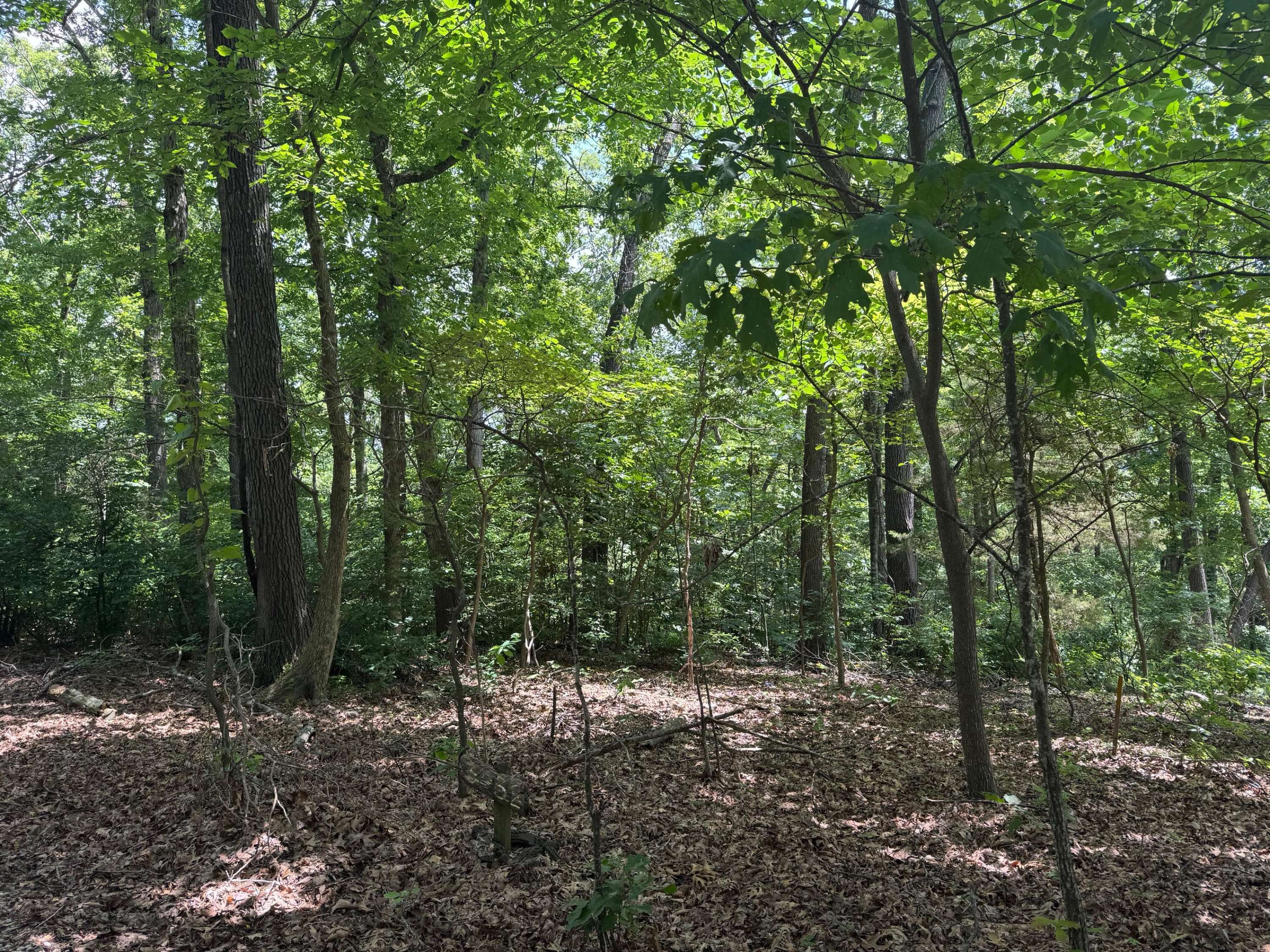 000 Twin Springs Drive, Cassville, MO 65625