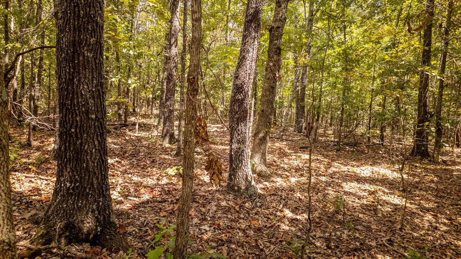 000 County Road 9640, Koshkonong, MO 65692