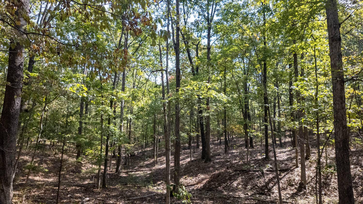 000 County Road 3540, Mountain View, MO 65548