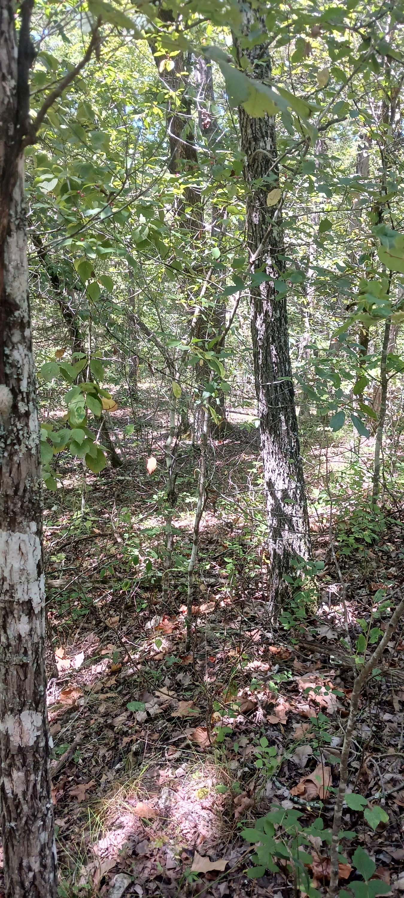 Lot 23 Meadow Lane, Theodosia, MO 65761