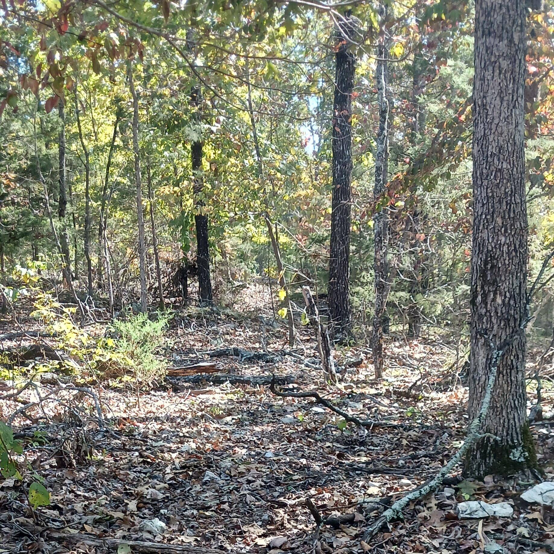 Lots 23,24 Forest St., Theodosia, MO 65761