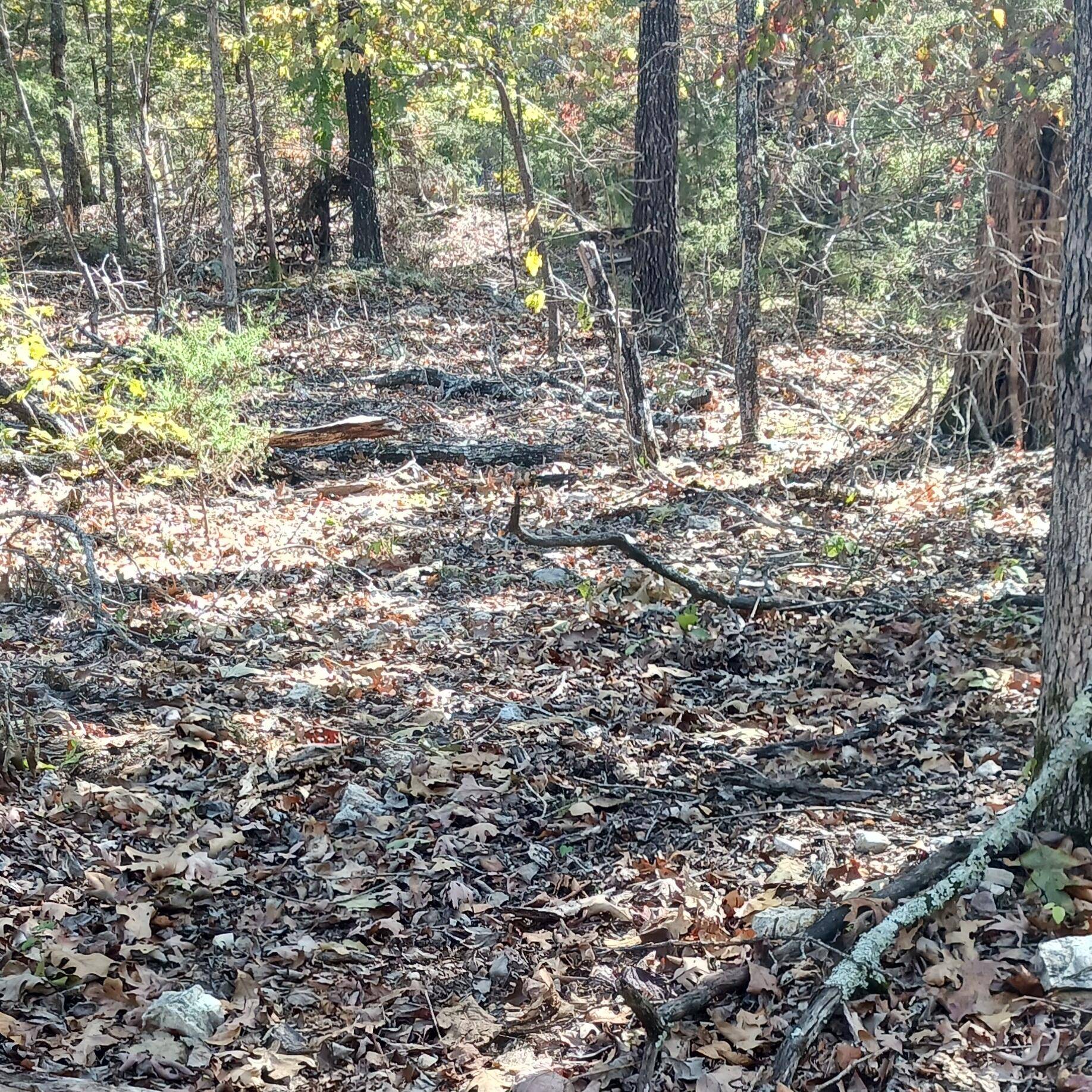 Lots 23,24 Forest St., Theodosia, MO 65761