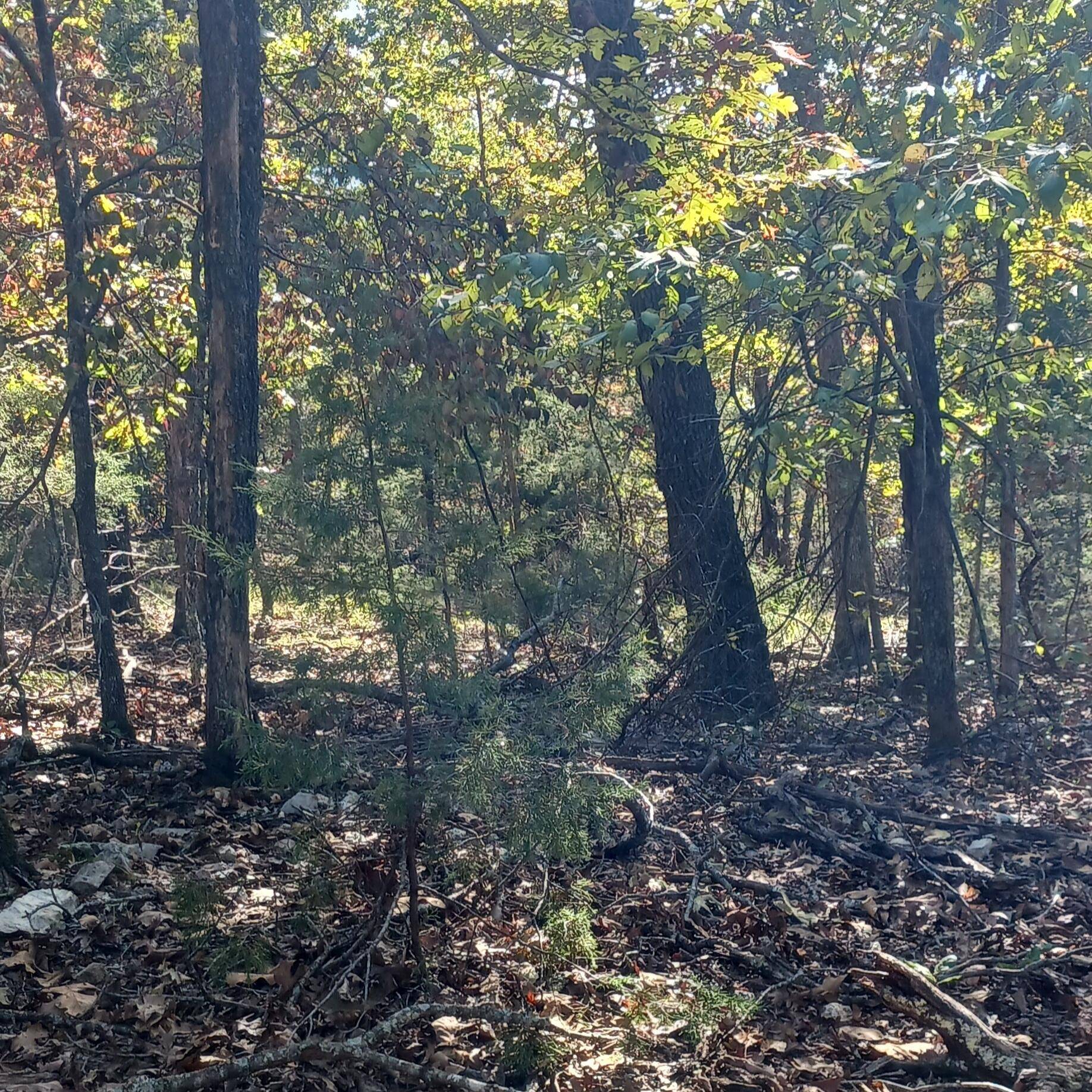 Lots 23,24 Forest St., Theodosia, MO 65761