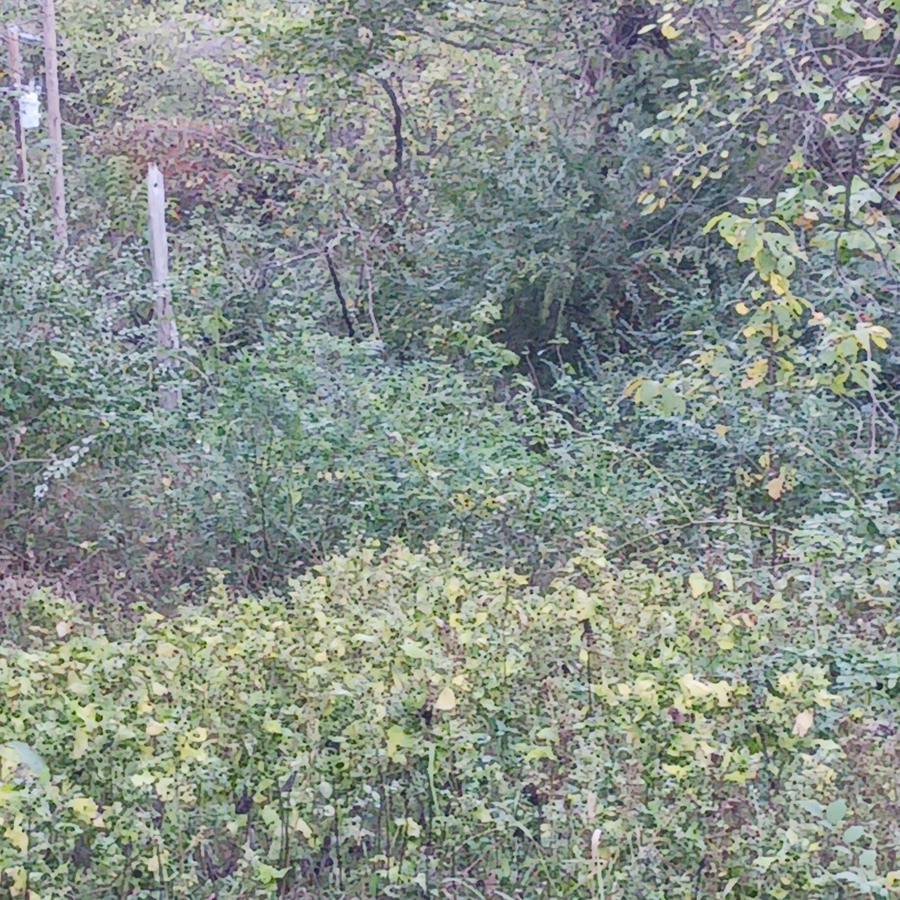 Lots 13,14 Martingale Dr., Theodosia, MO 65761