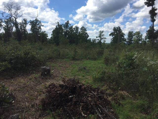 1240 County Rd 875, Thornfield, MO 65762