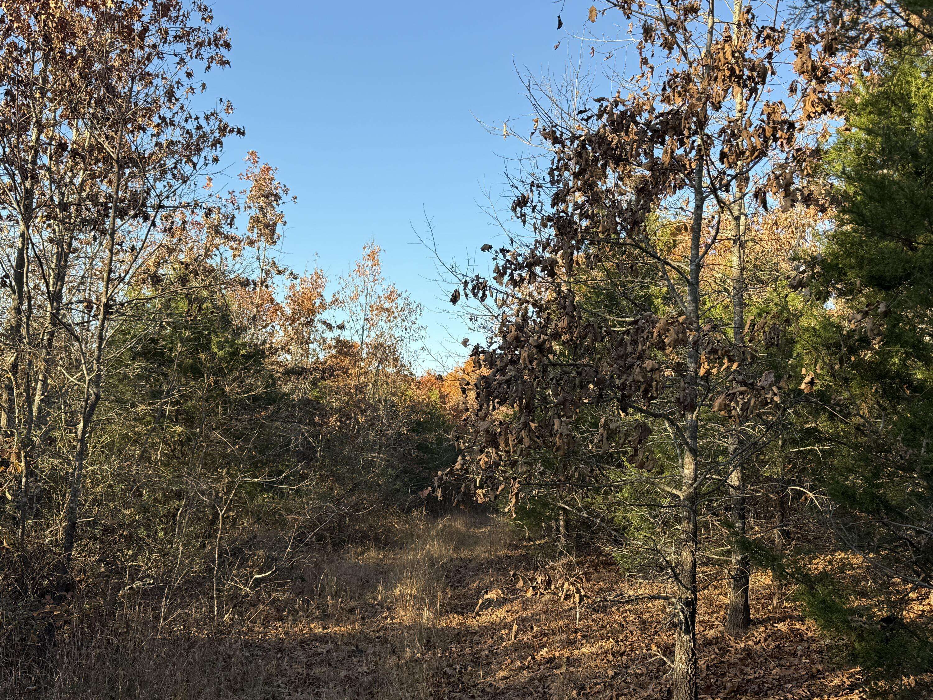 000 County Road 871, Thornfield, MO 65762