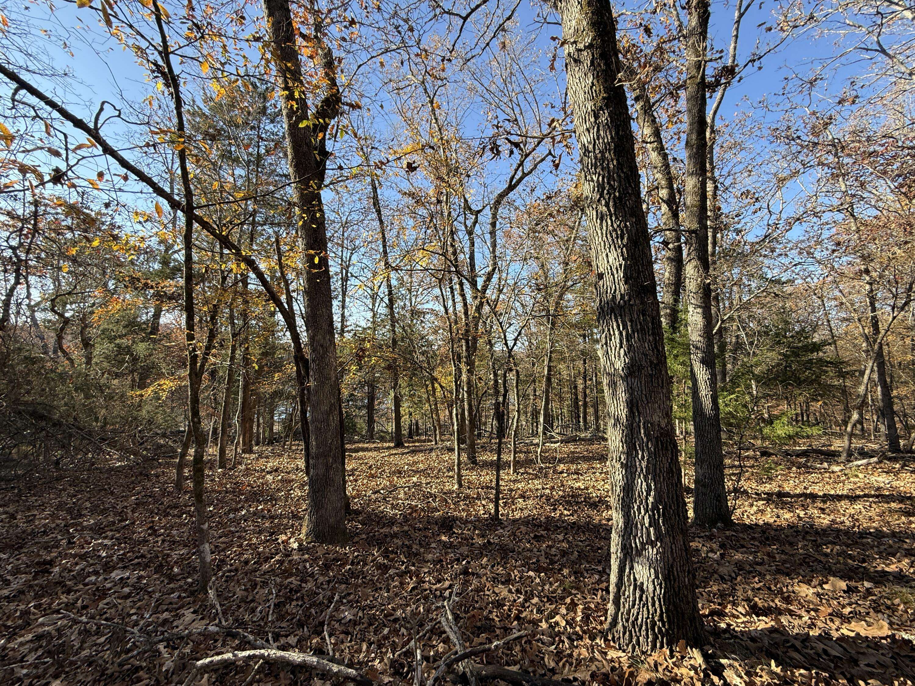 Lot 40 Point Ct., Theodosia, MO 65761