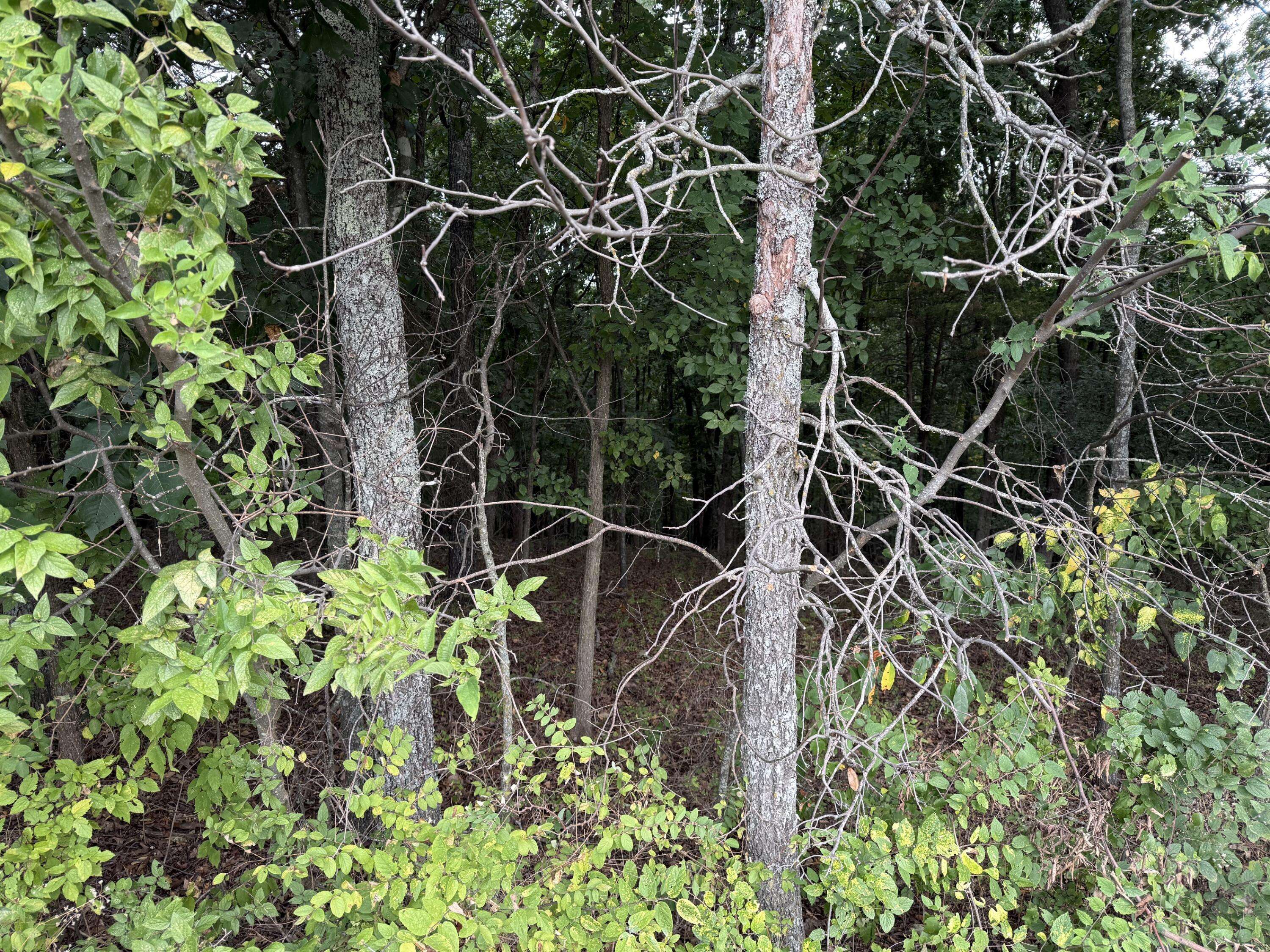 Lot 11 Hillcrest DR, Kimberling City, MO 65686