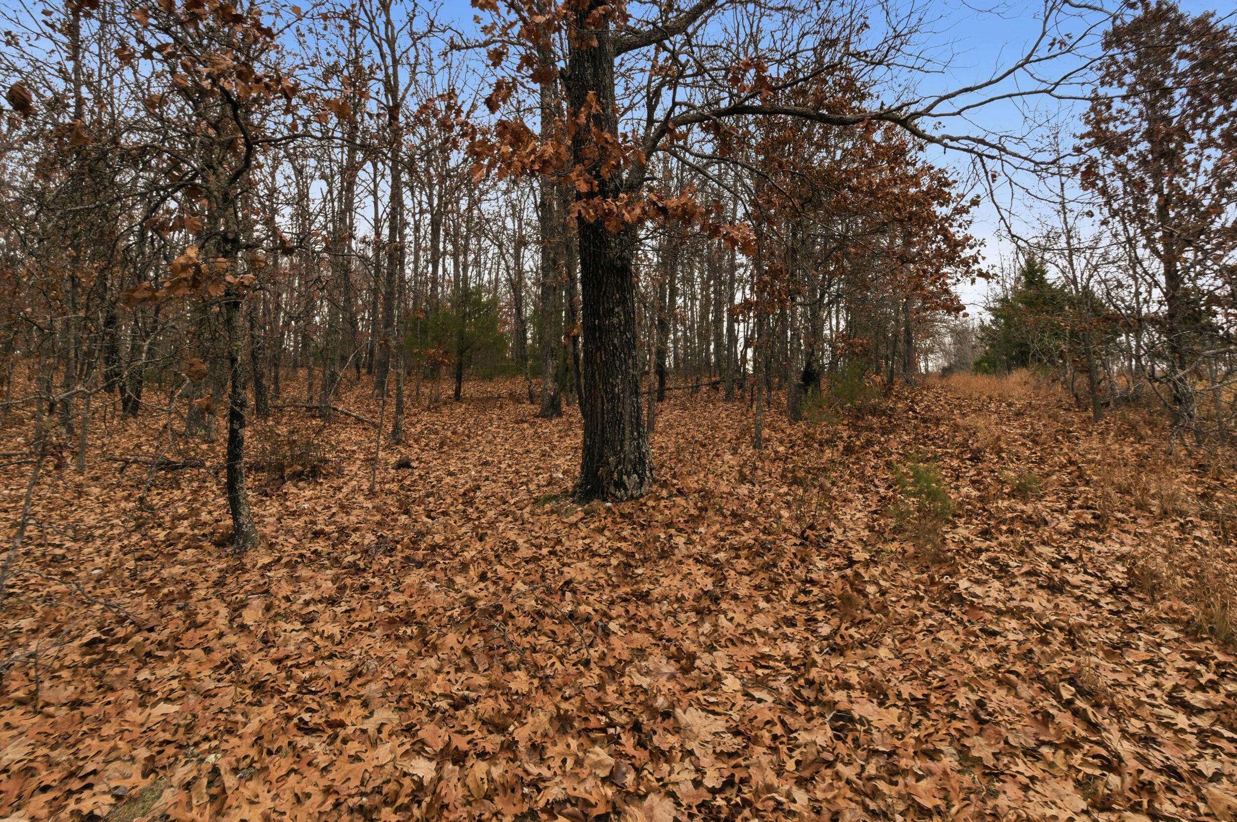 Tbd Old Highway 60, Mountain View, MO 65548