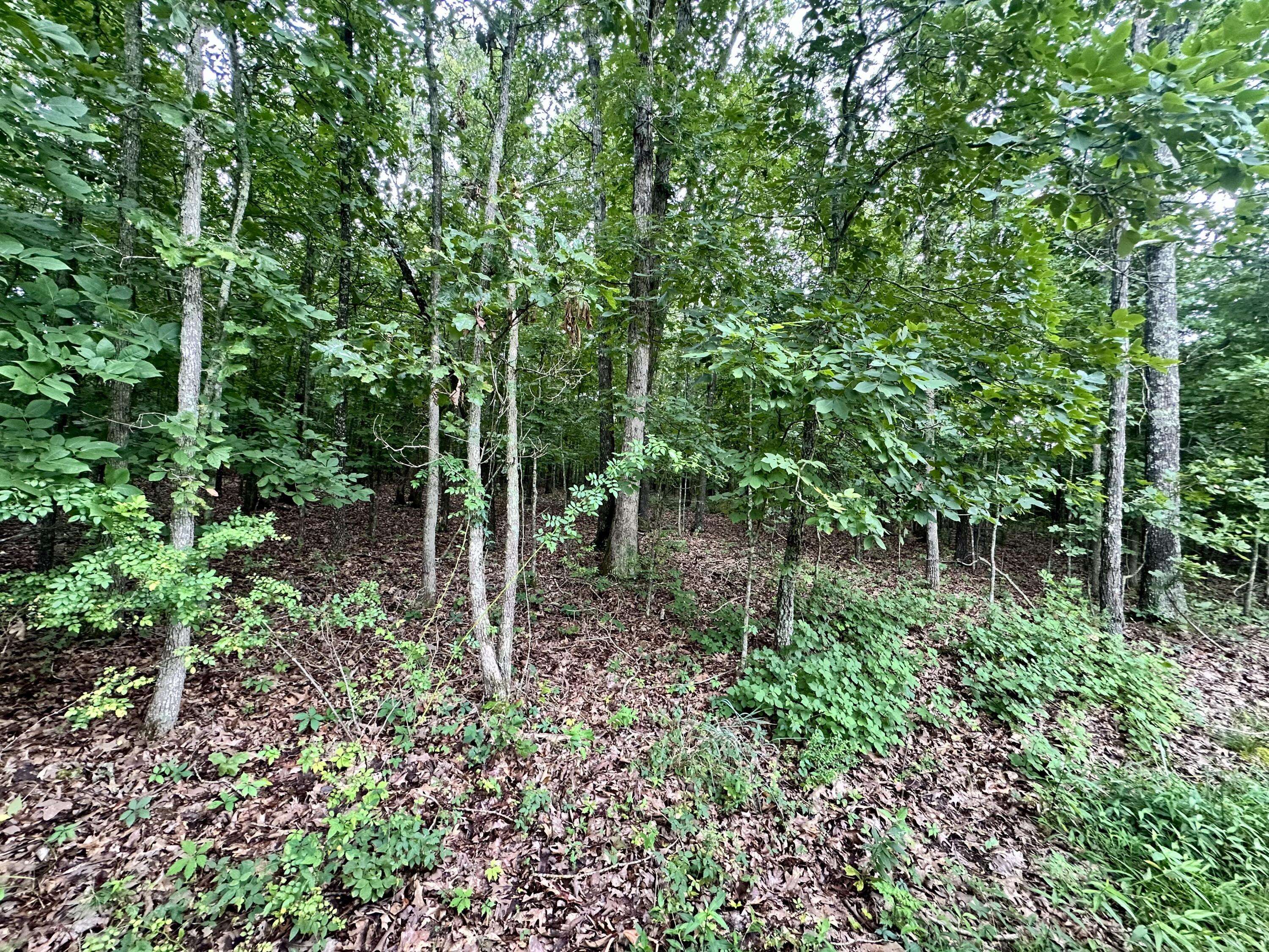 000 Co Rd 4180 Lot 1, Salem, MO 65560