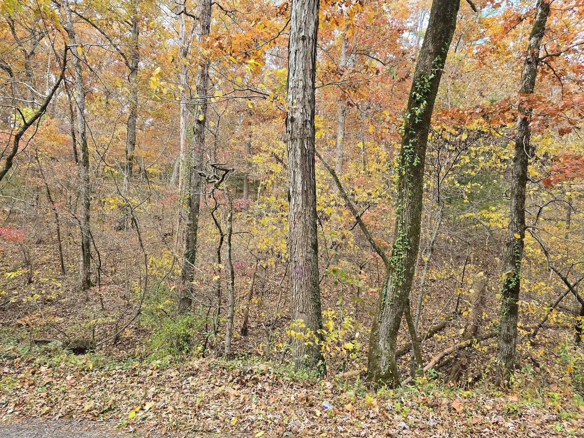 000 Mineral Dr. Lot 3, Houston, MO 65483