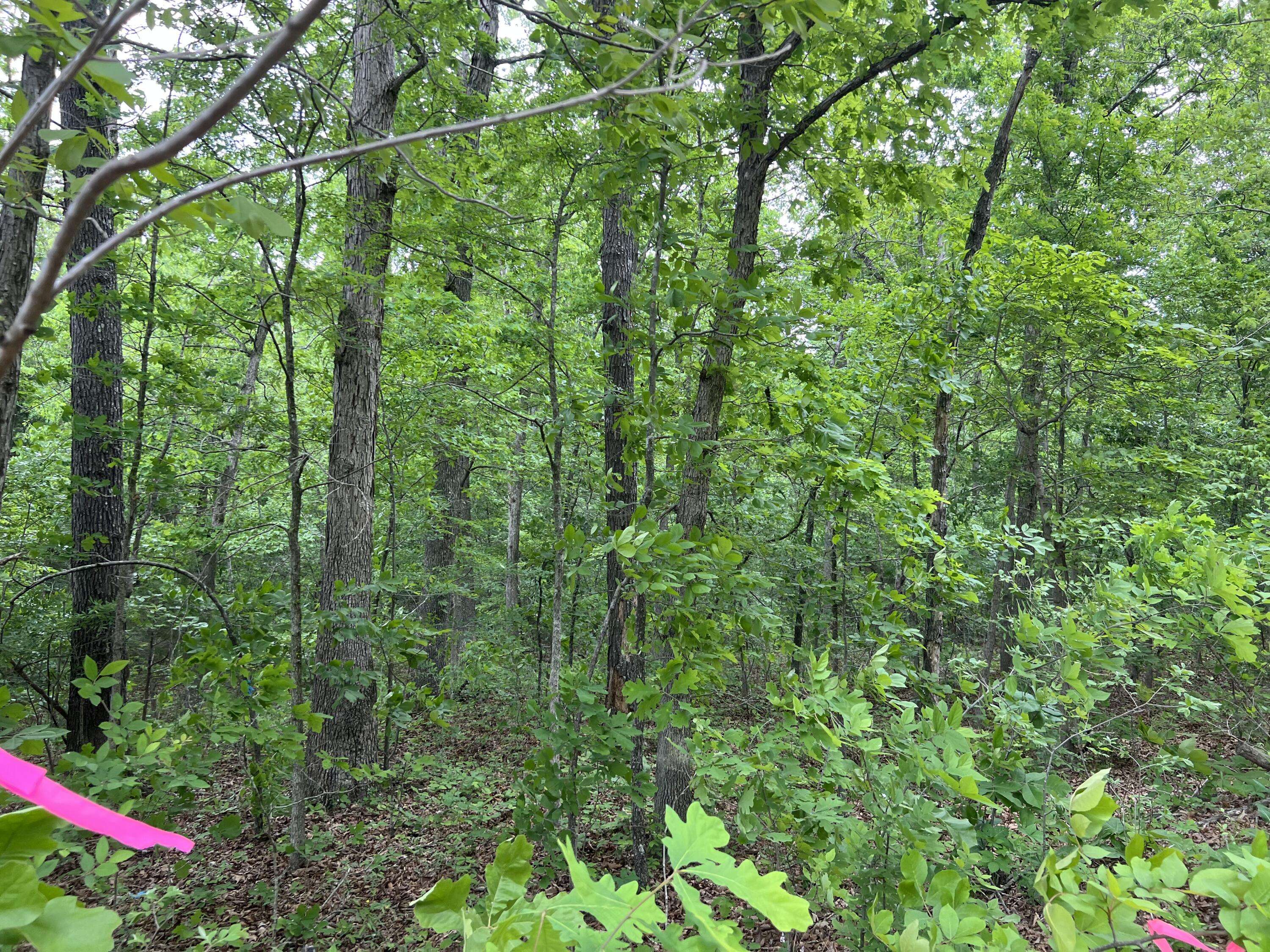 000 Lot 7 Tall Oaks Trail, Mammoth Spring, AR 72554