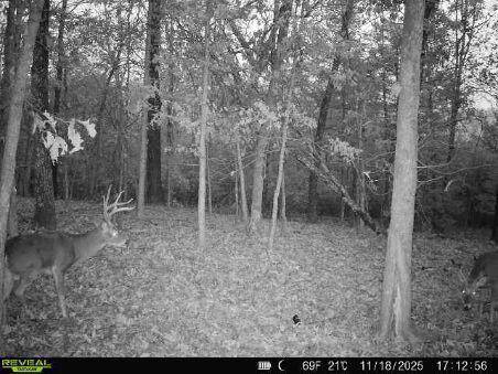 85-Ac Burmingham Road, Forsyth, MO 65653