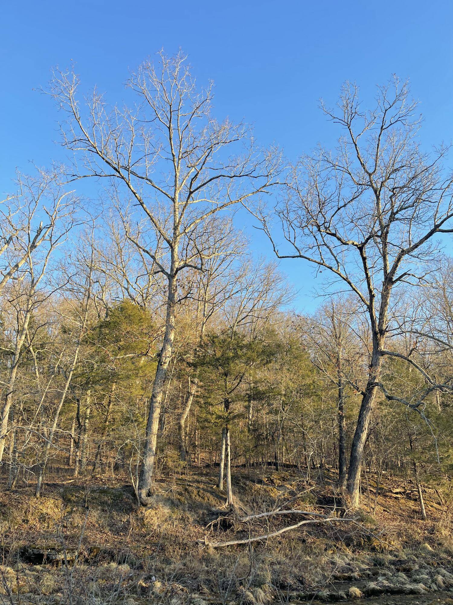 Tract 2 County Road 14-534, Ava, MO 65608