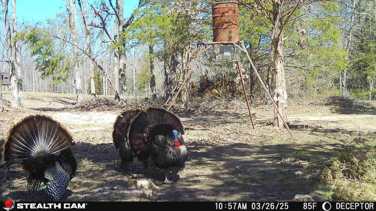 4991 Hwy Hh, Hartville, MO 65667