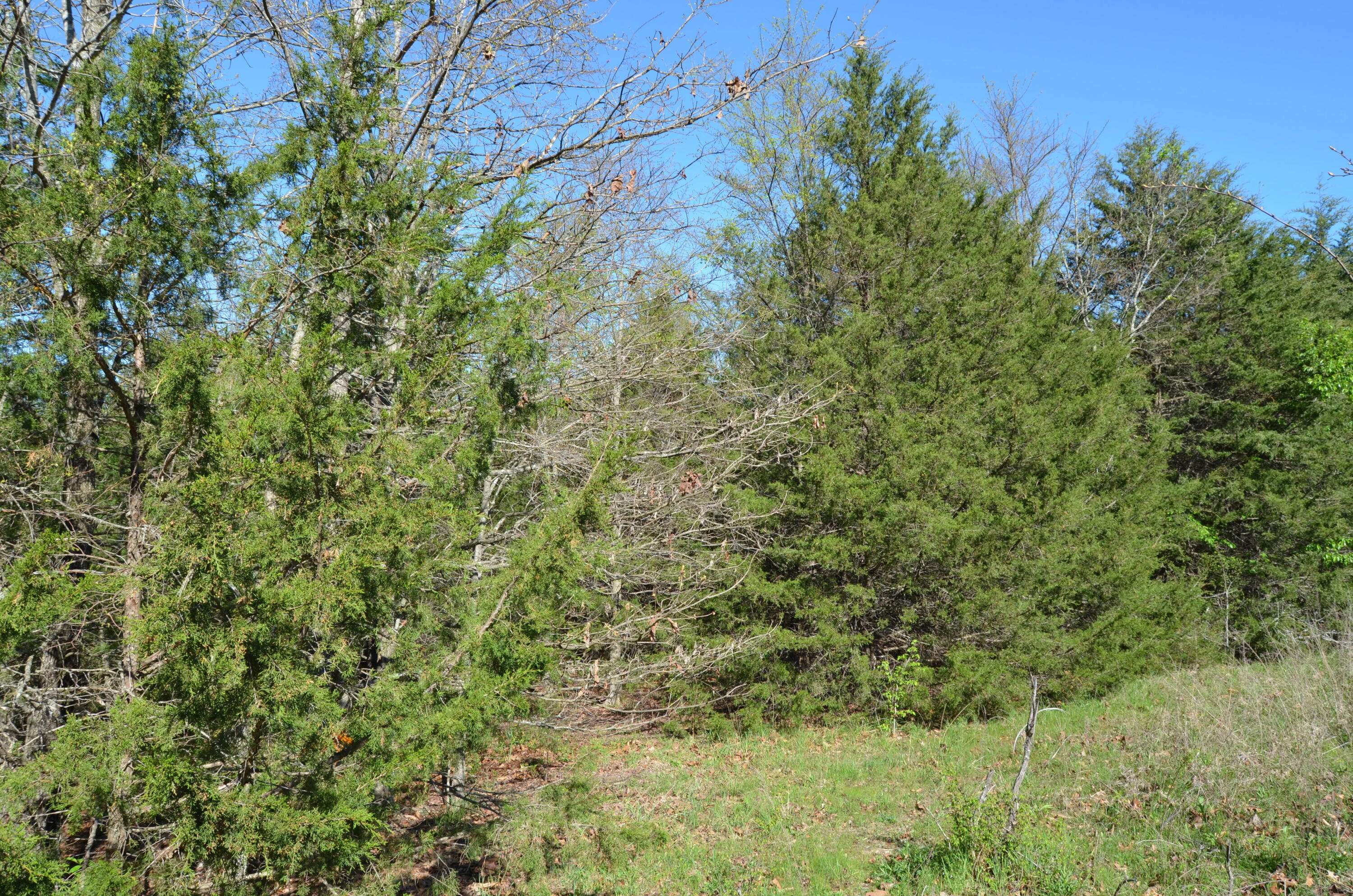 000 Persimmon Hill LN, Lampe, MO 65681