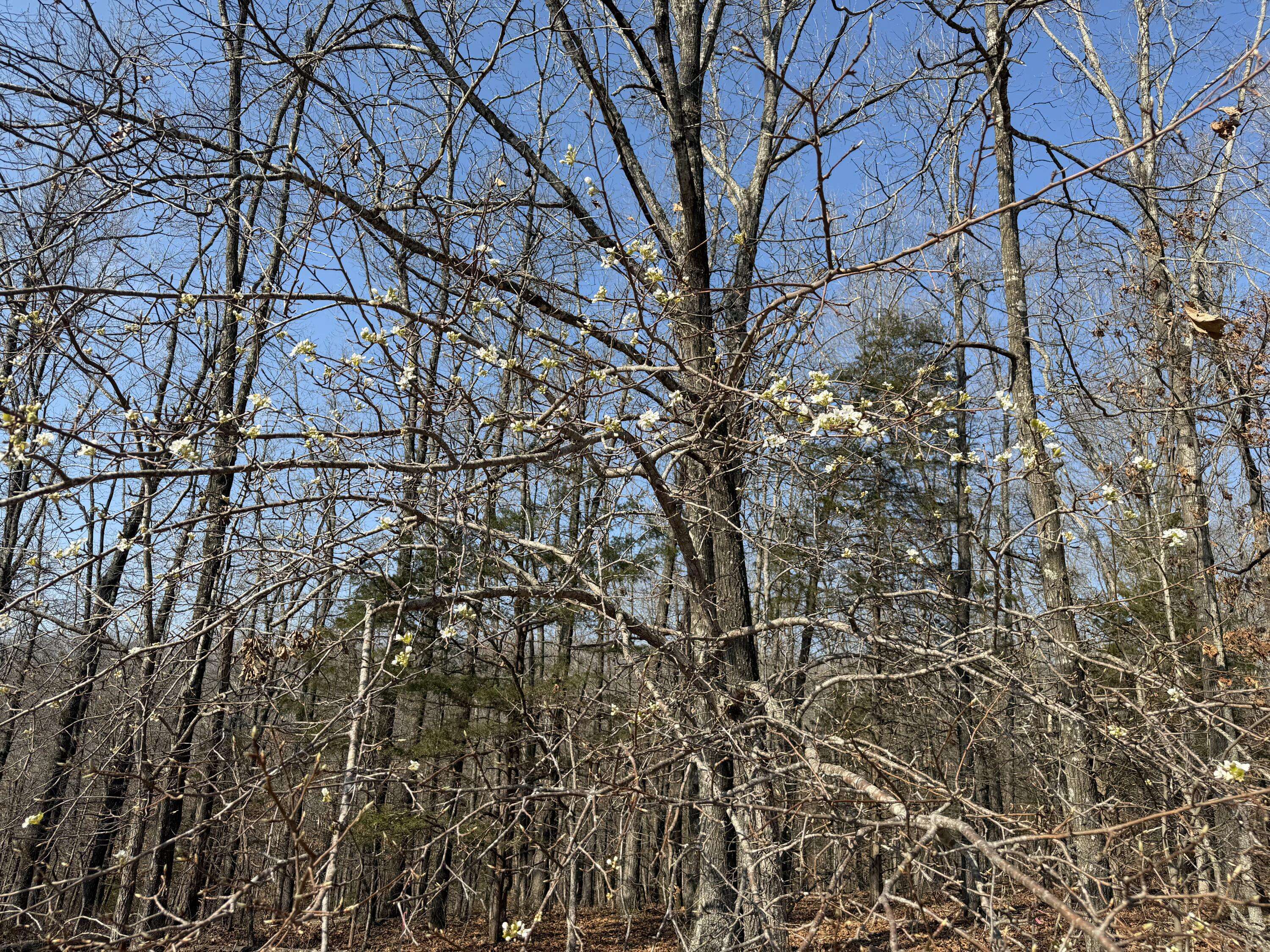 Lot 112 Walnut Springs DR, Cape Fair, MO 65624