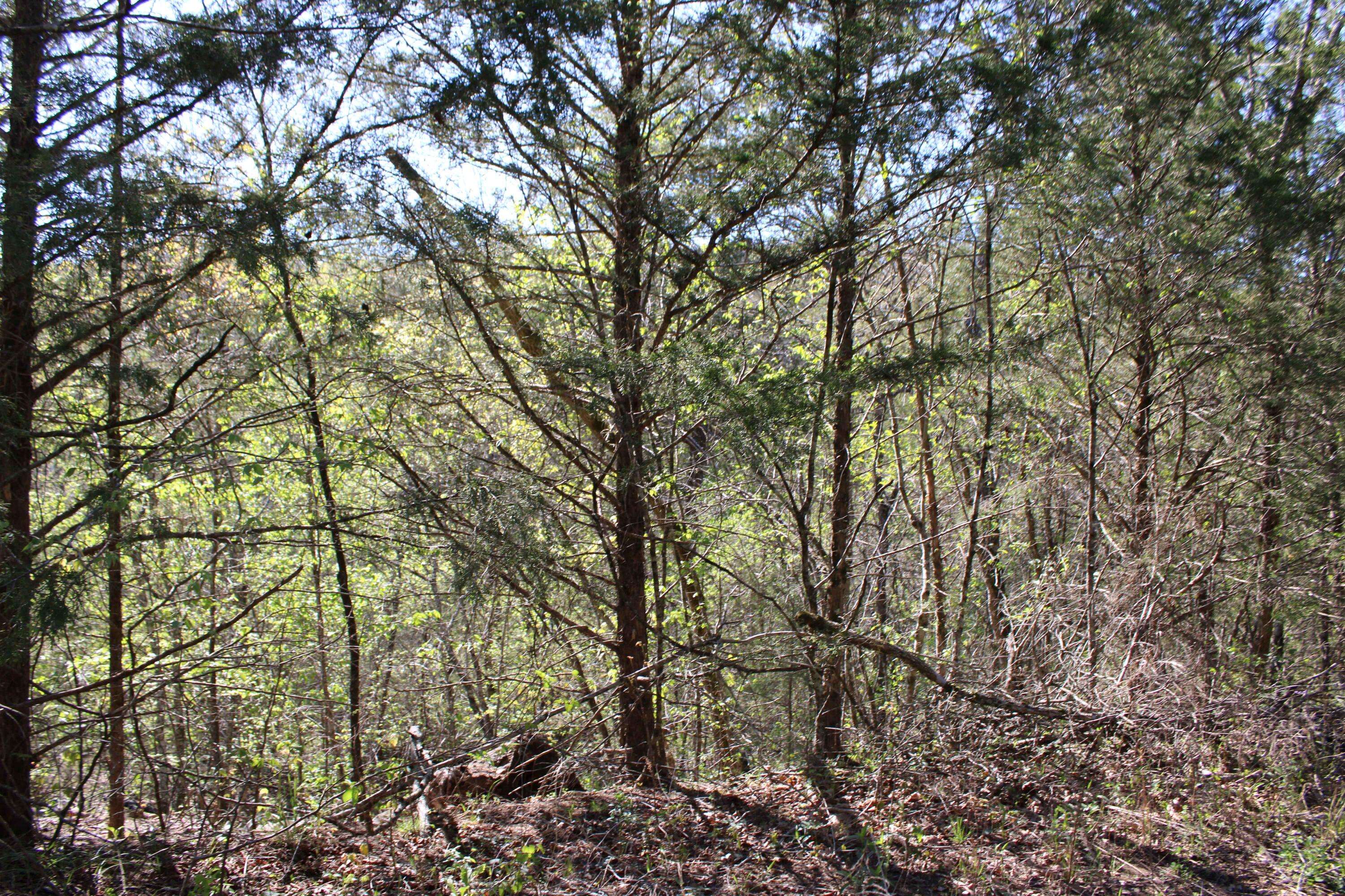 Lot #25 Gumbo Woods, Shell Knob, MO 65747