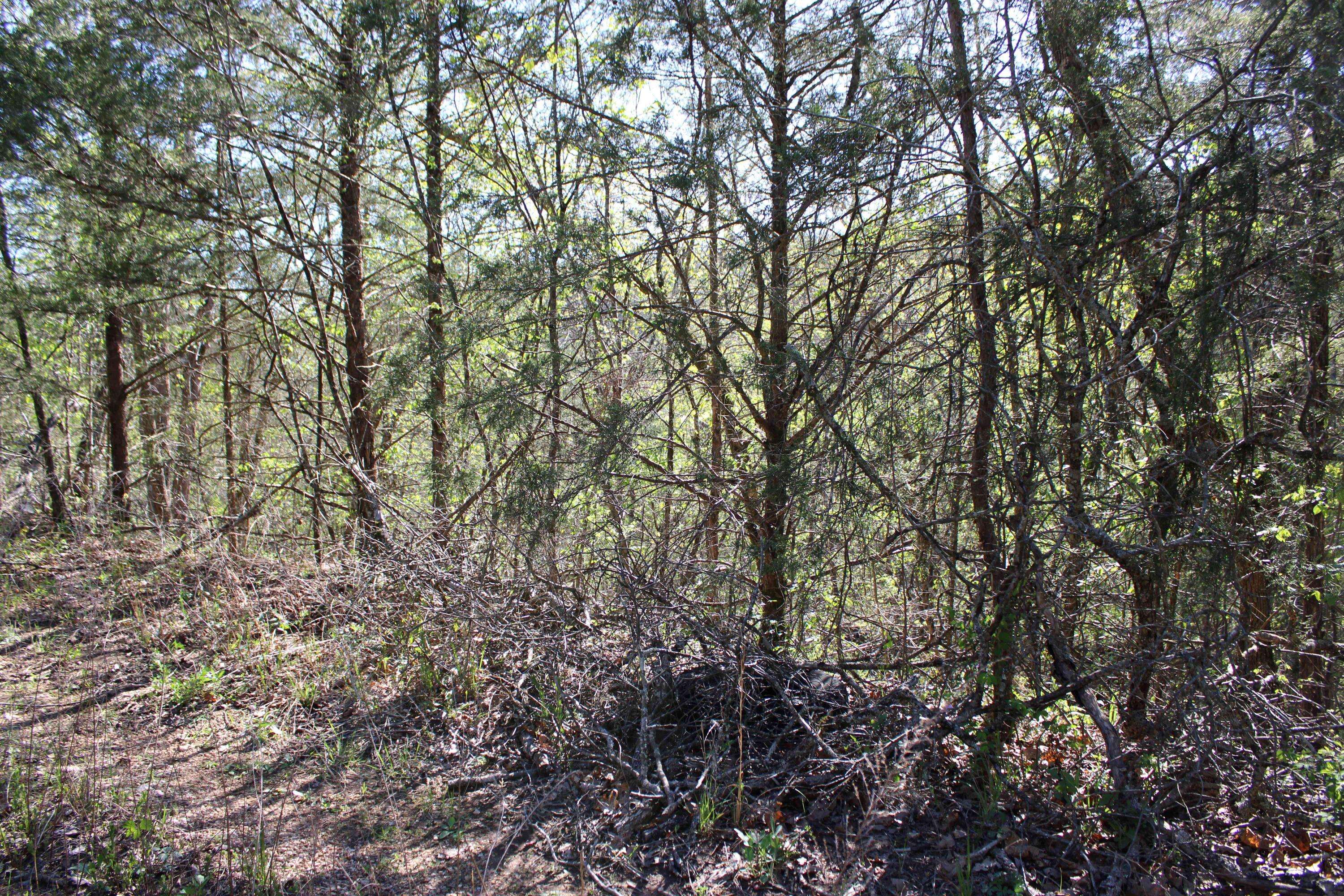 Lot #25 Gumbo Woods, Shell Knob, MO 65747
