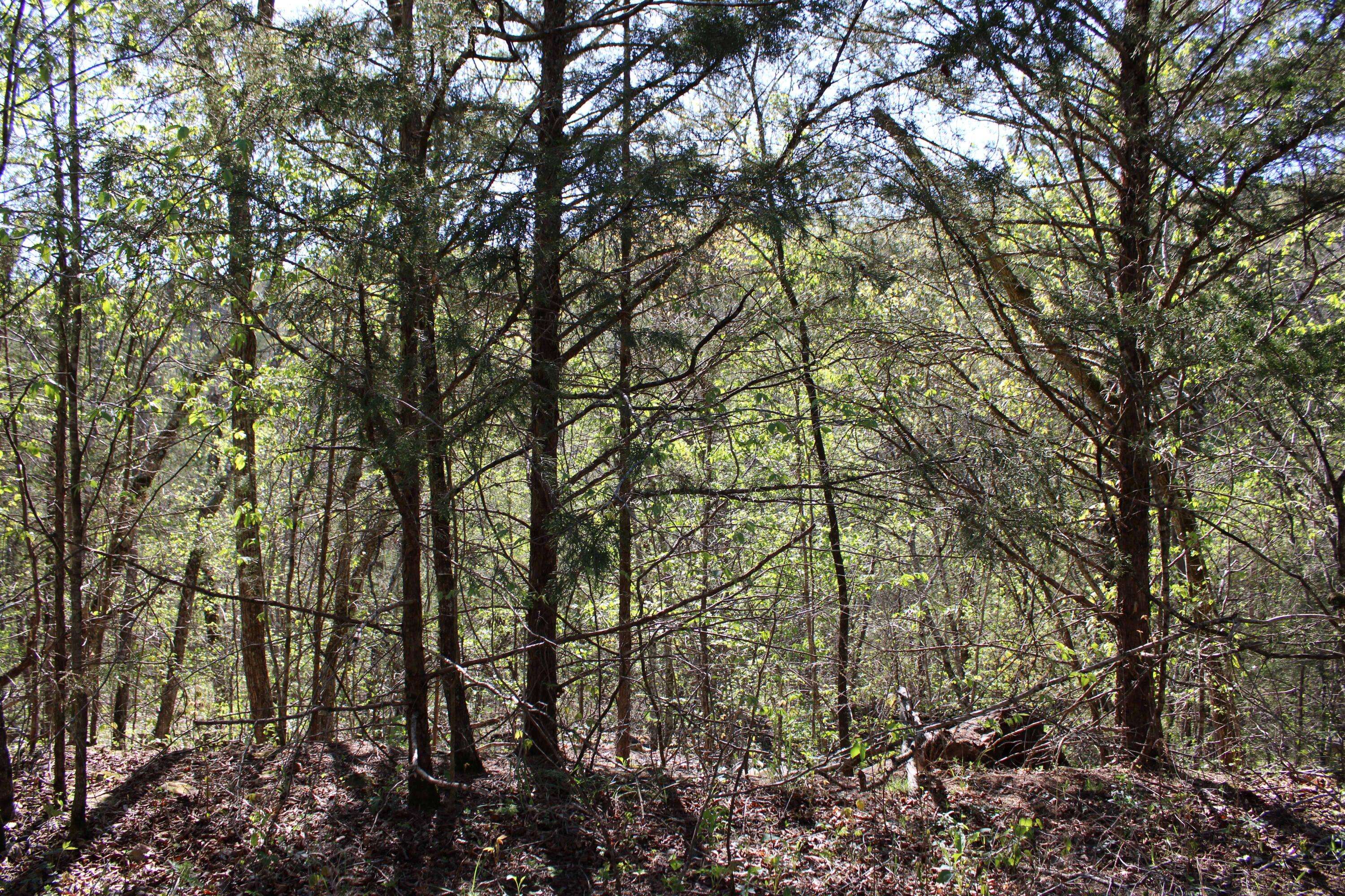 Lot #25 Gumbo Woods, Shell Knob, MO 65747