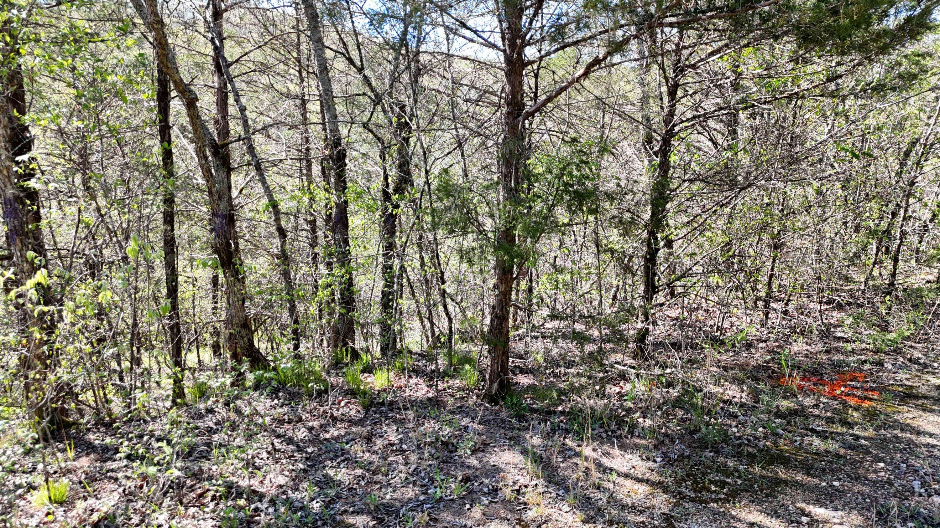 Lot #46 Gumbo Woods, Shell Knob, MO 65747