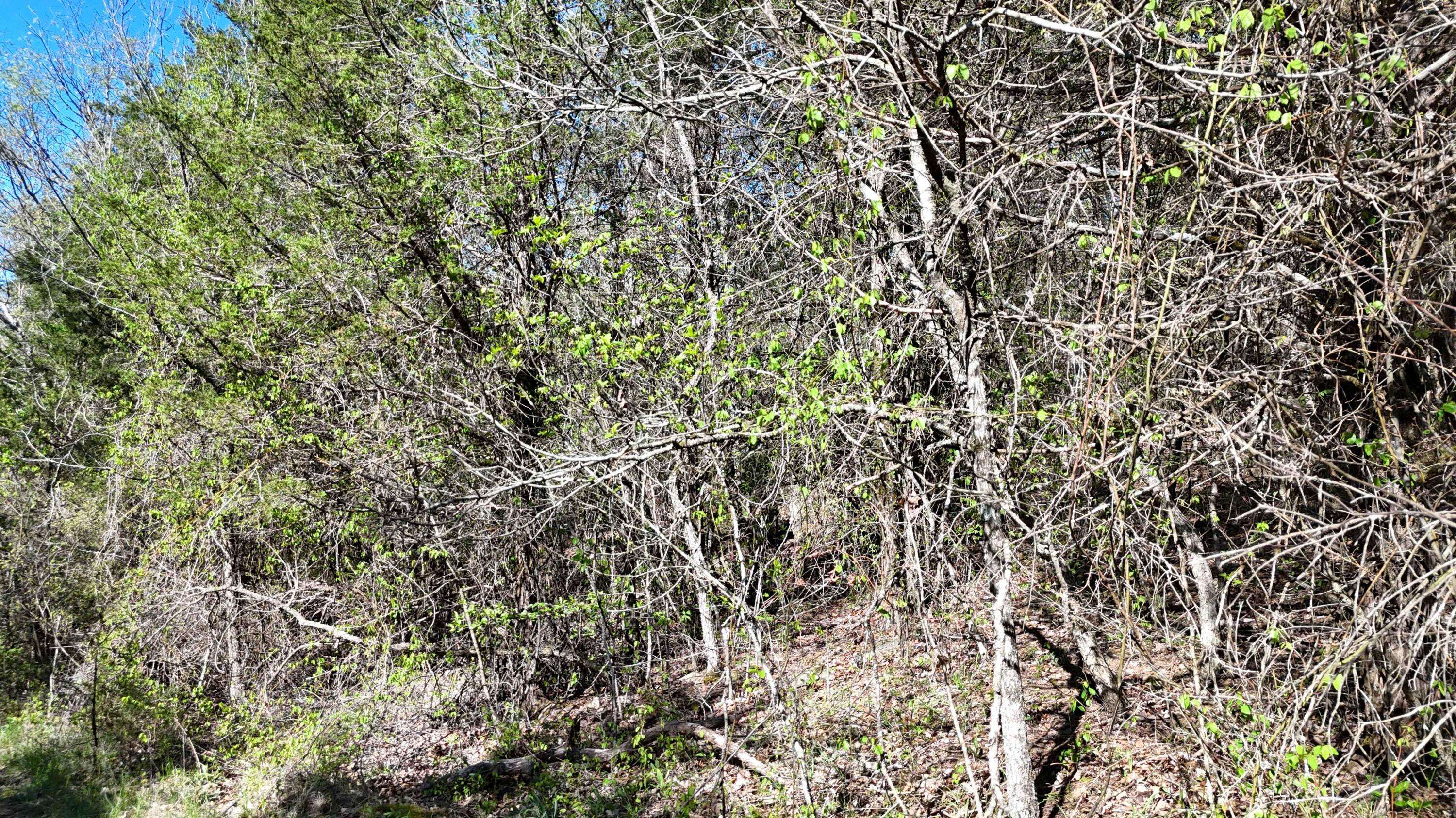 Lot #50 Gumbo Woods, Shell Knob, MO 65747