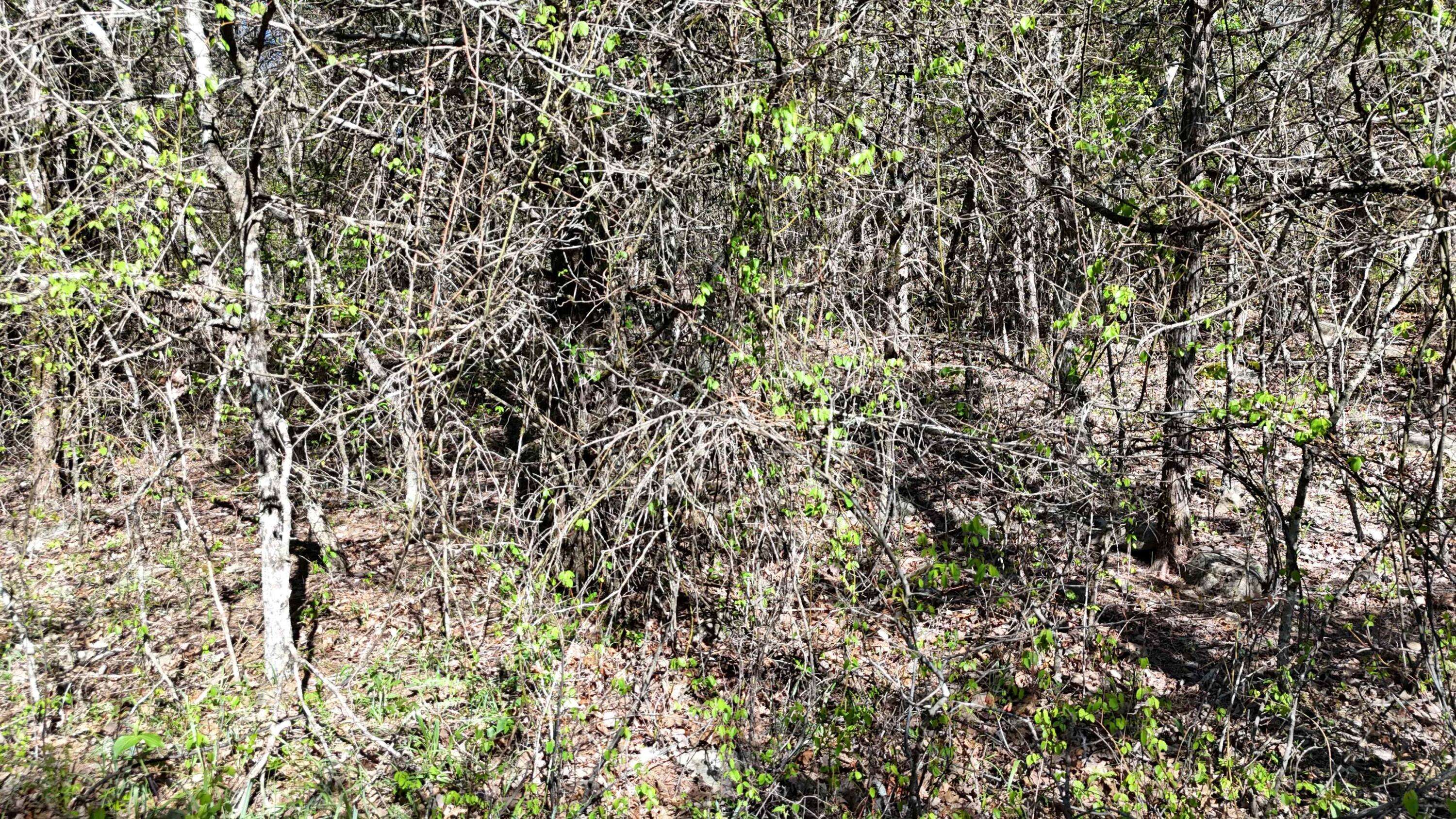 Lot #50 Gumbo Woods, Shell Knob, MO 65747