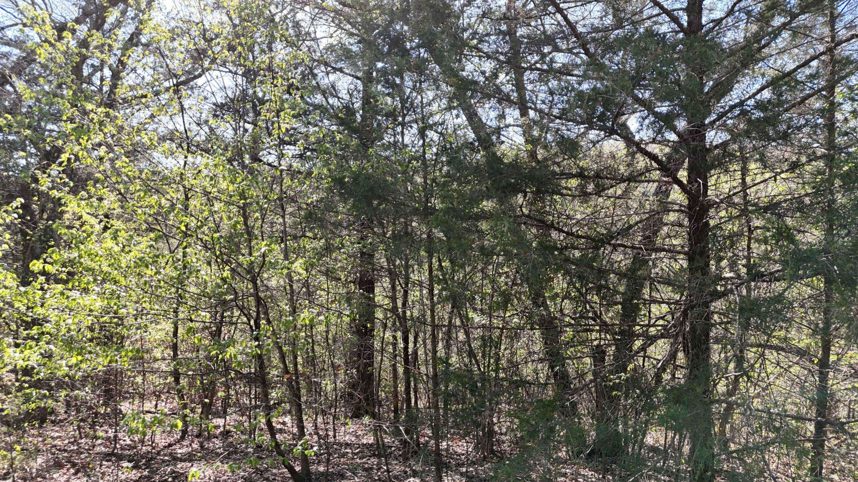 Lot #94 Gumbo Woods, Shell Knob, MO 65747