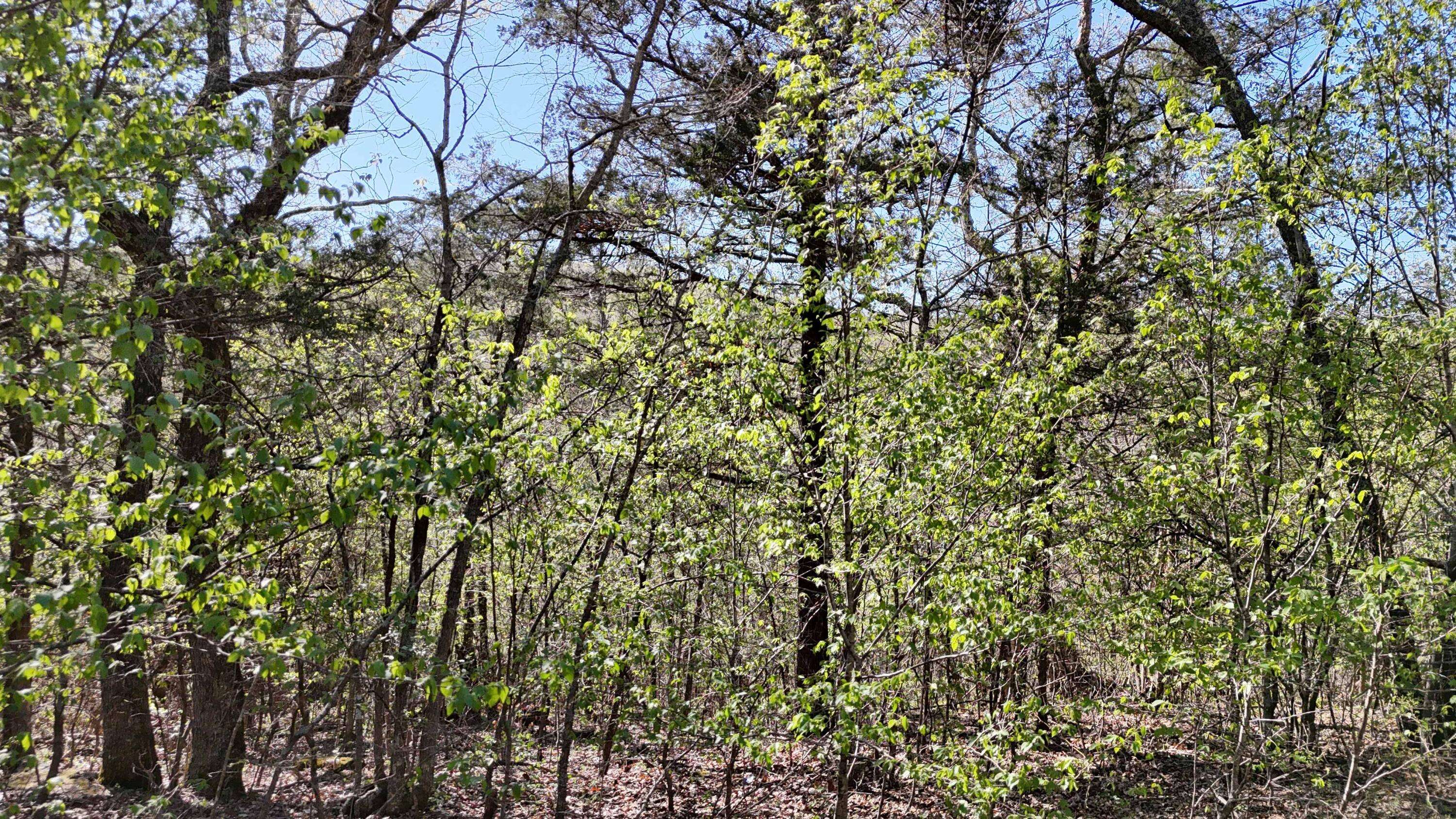 Lot #94 Gumbo Woods, Shell Knob, MO 65747