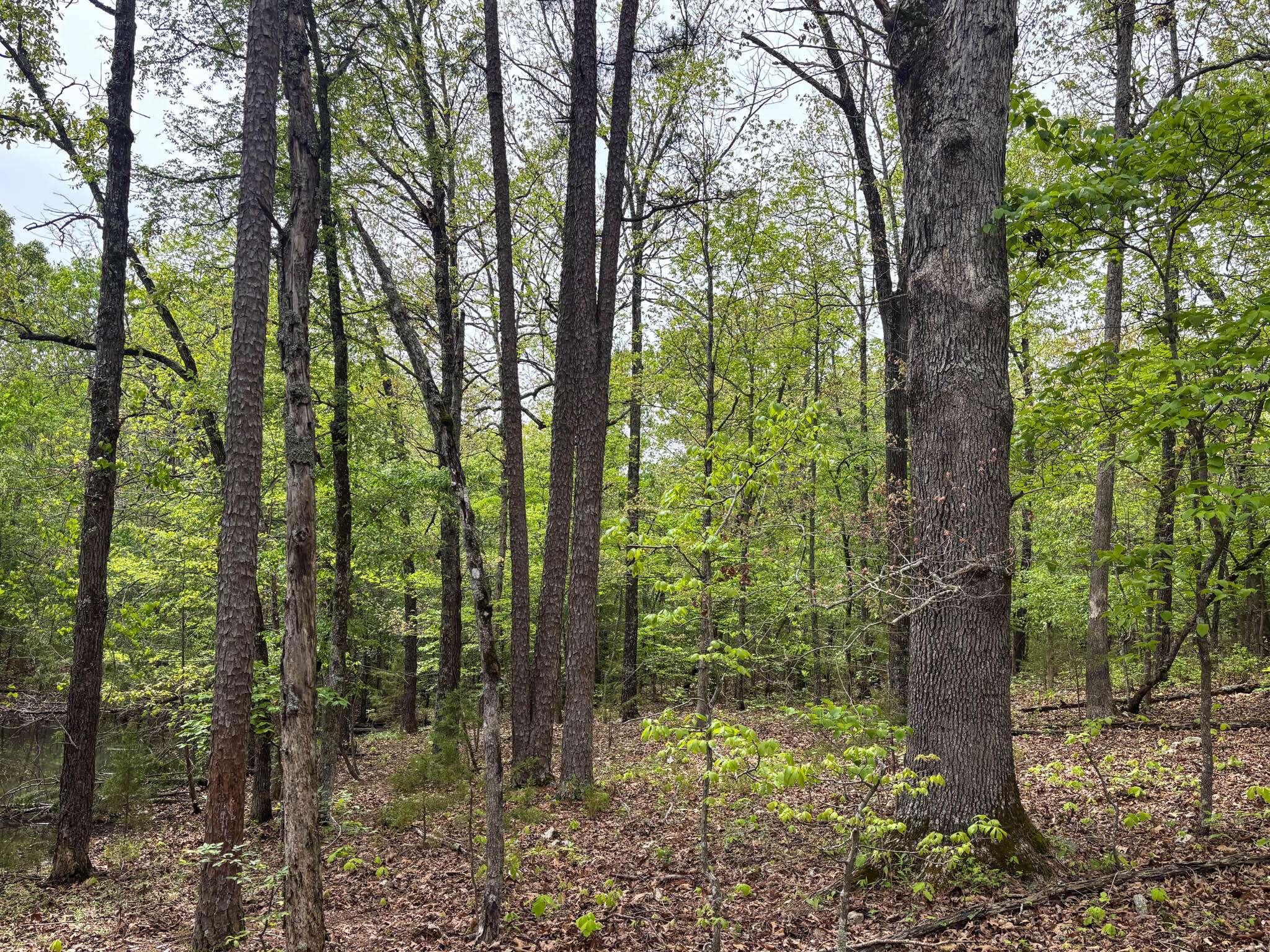 000 County Road 122, Wasola, MO 65773