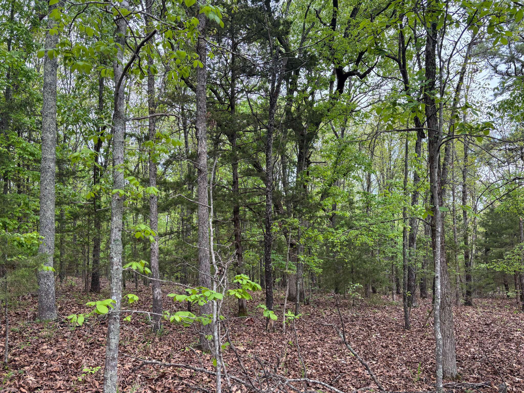 000 County Road 122, Wasola, MO 65773