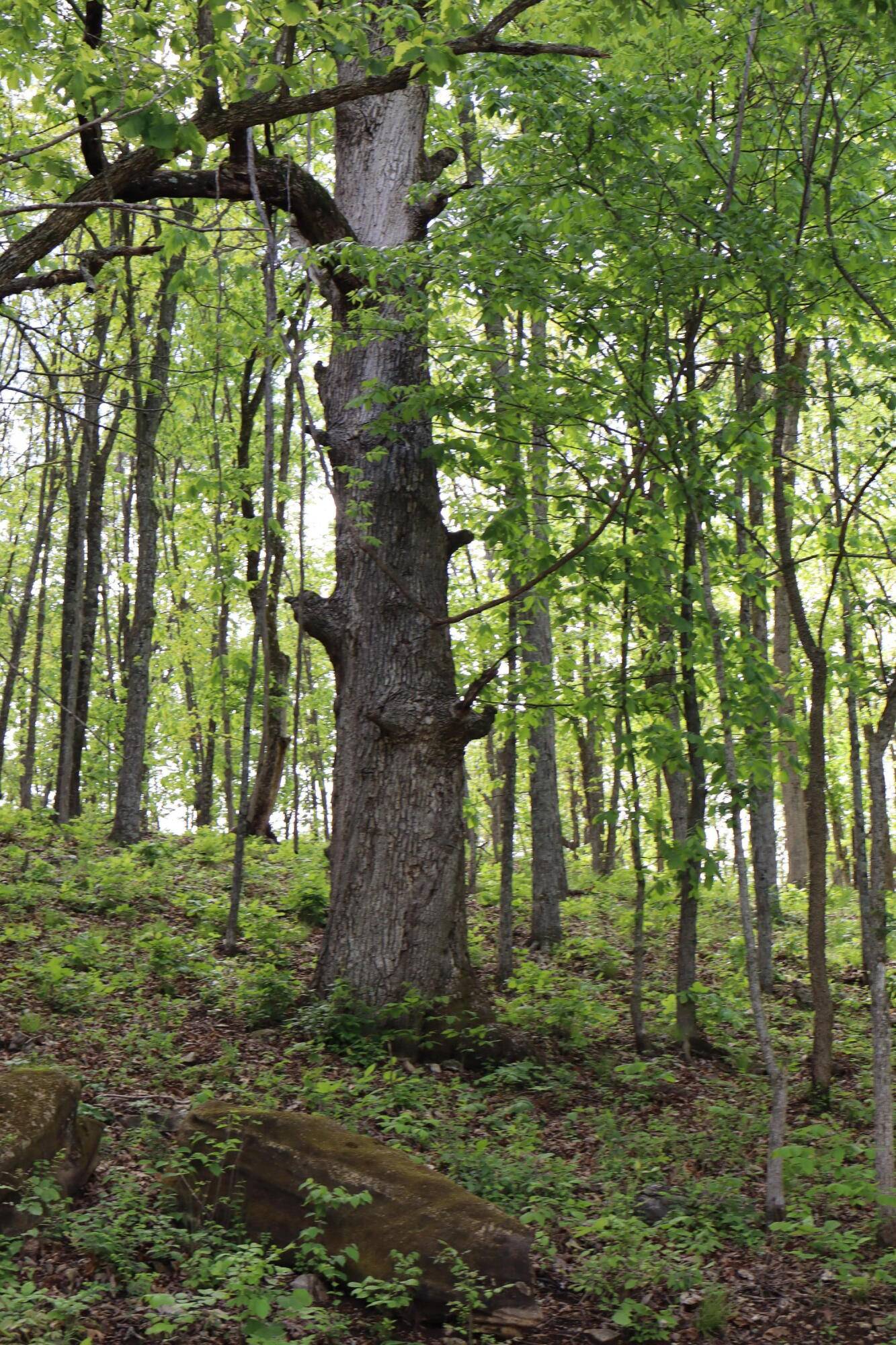 Tract 3 W Farm Road 36, Willard, MO 65781