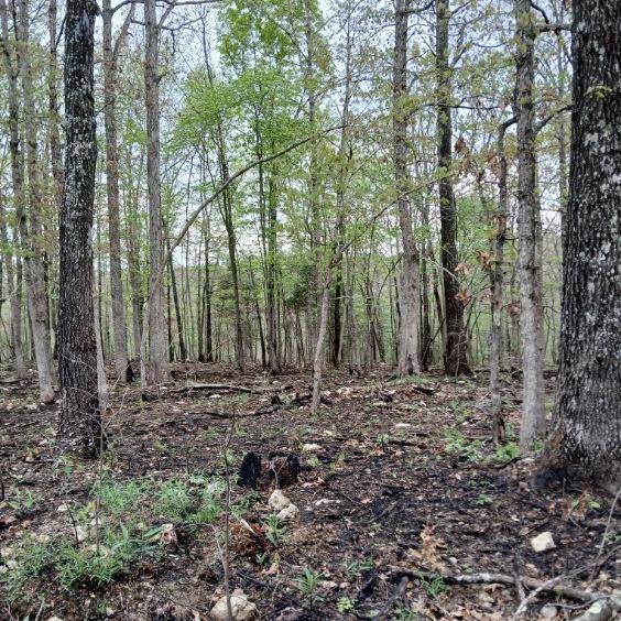 6512 County Road 3850, Peace Valley, MO 65788