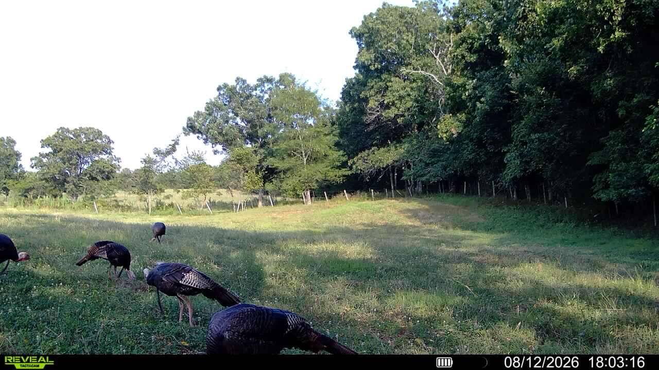 Tbd High DR, Hartville, MO 65667