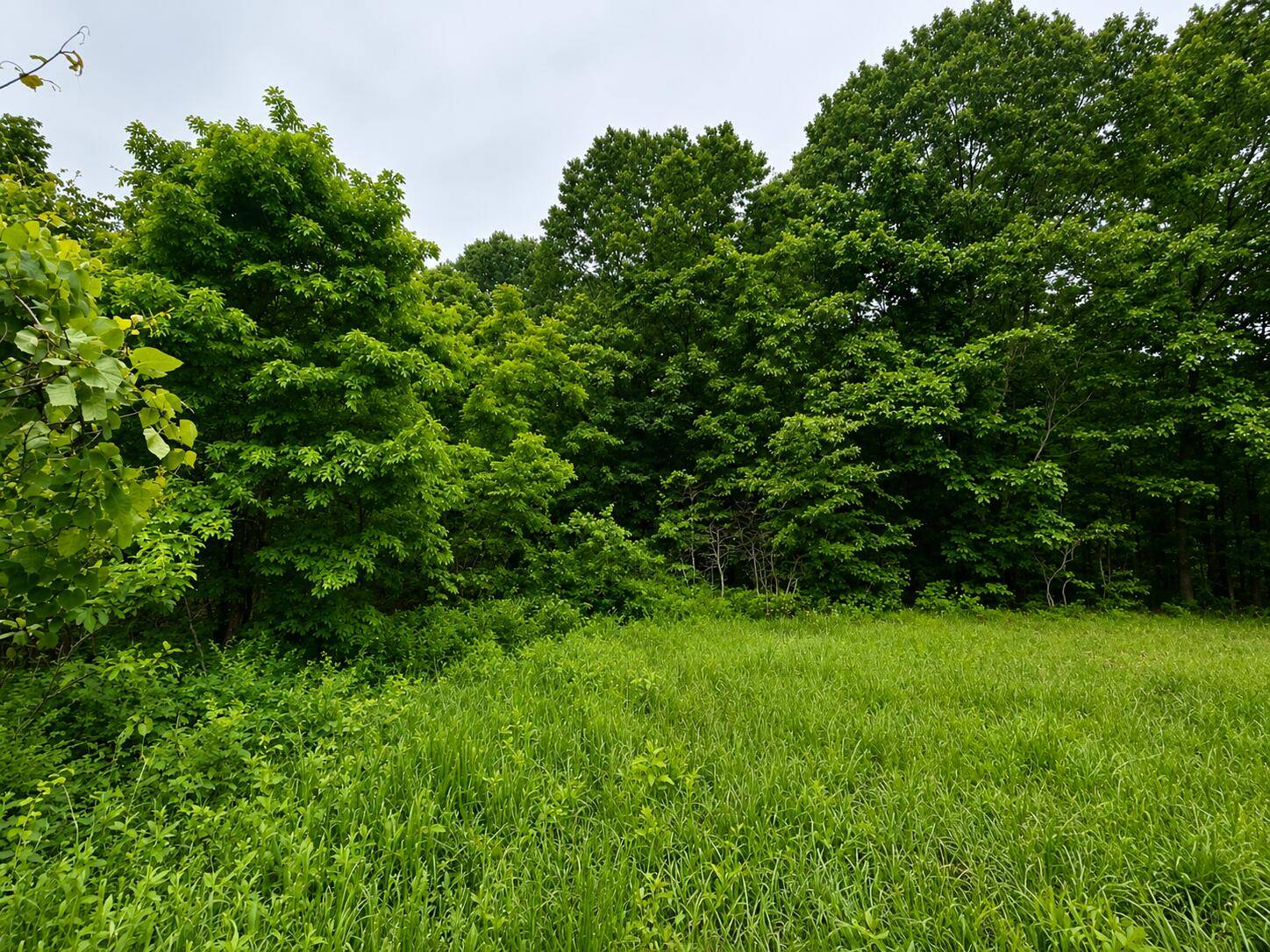 113 Wanda Drive, Squires, MO 65755