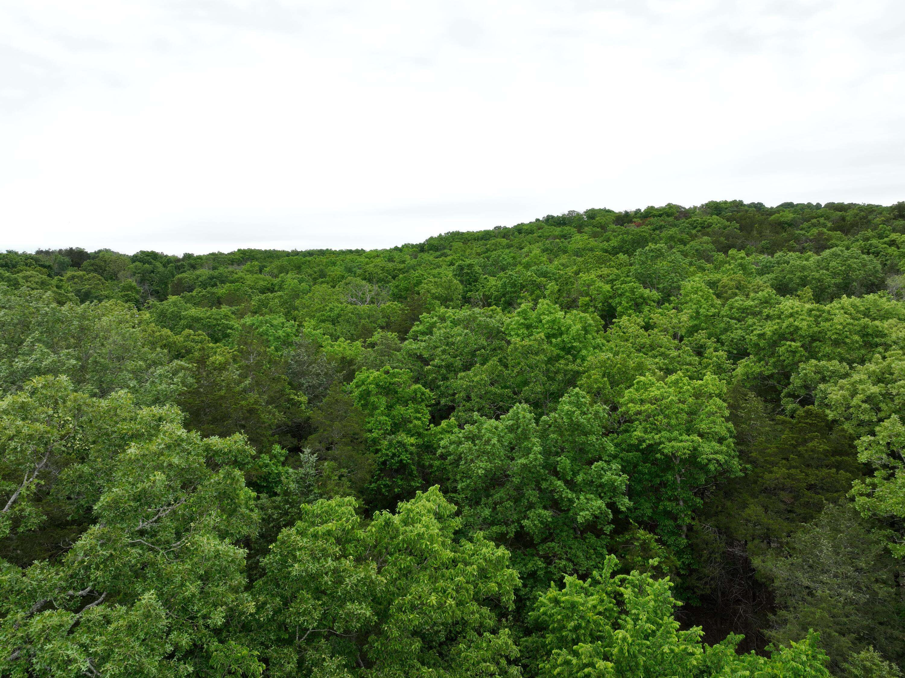 Tbd Windy Heron LN, Reeds Spring, MO 65737
