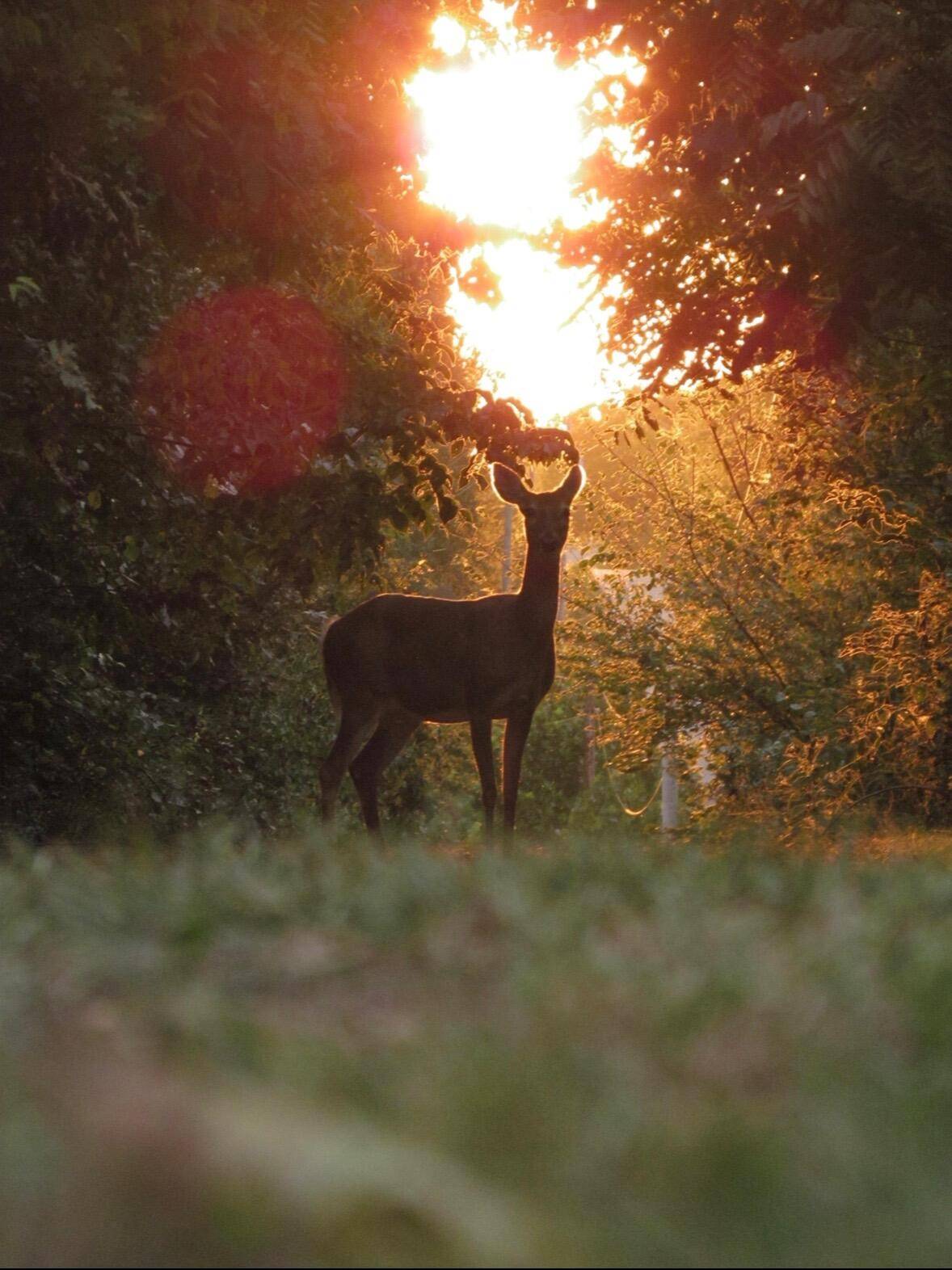 3m/L Acres Ibex RD, Neosho, MO 64850