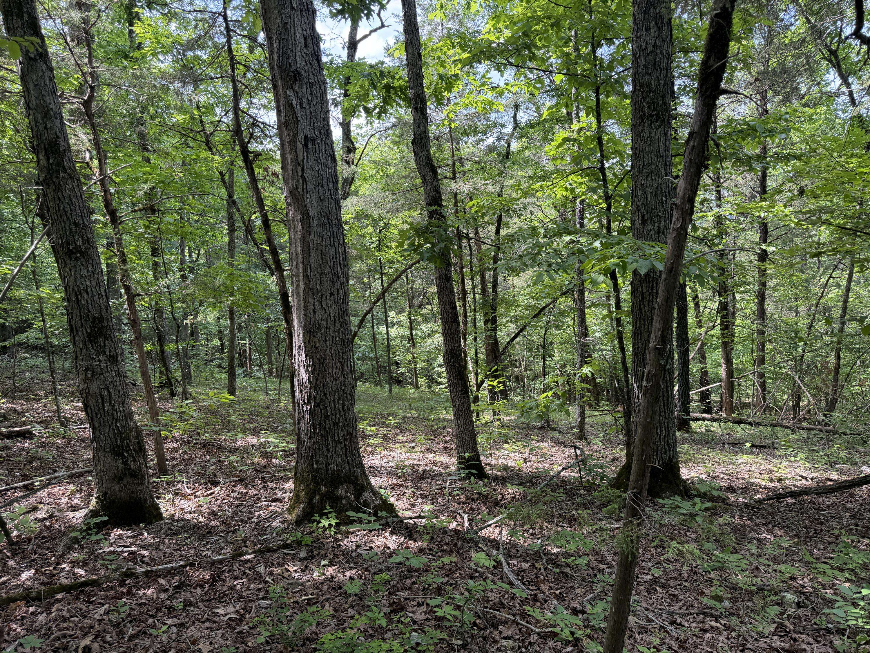 000 Moore Bend RD, Cedarcreek, MO 65627