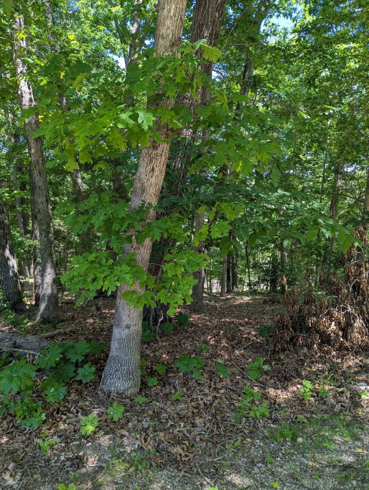 000 Fine Drive, Galena, MO 65656