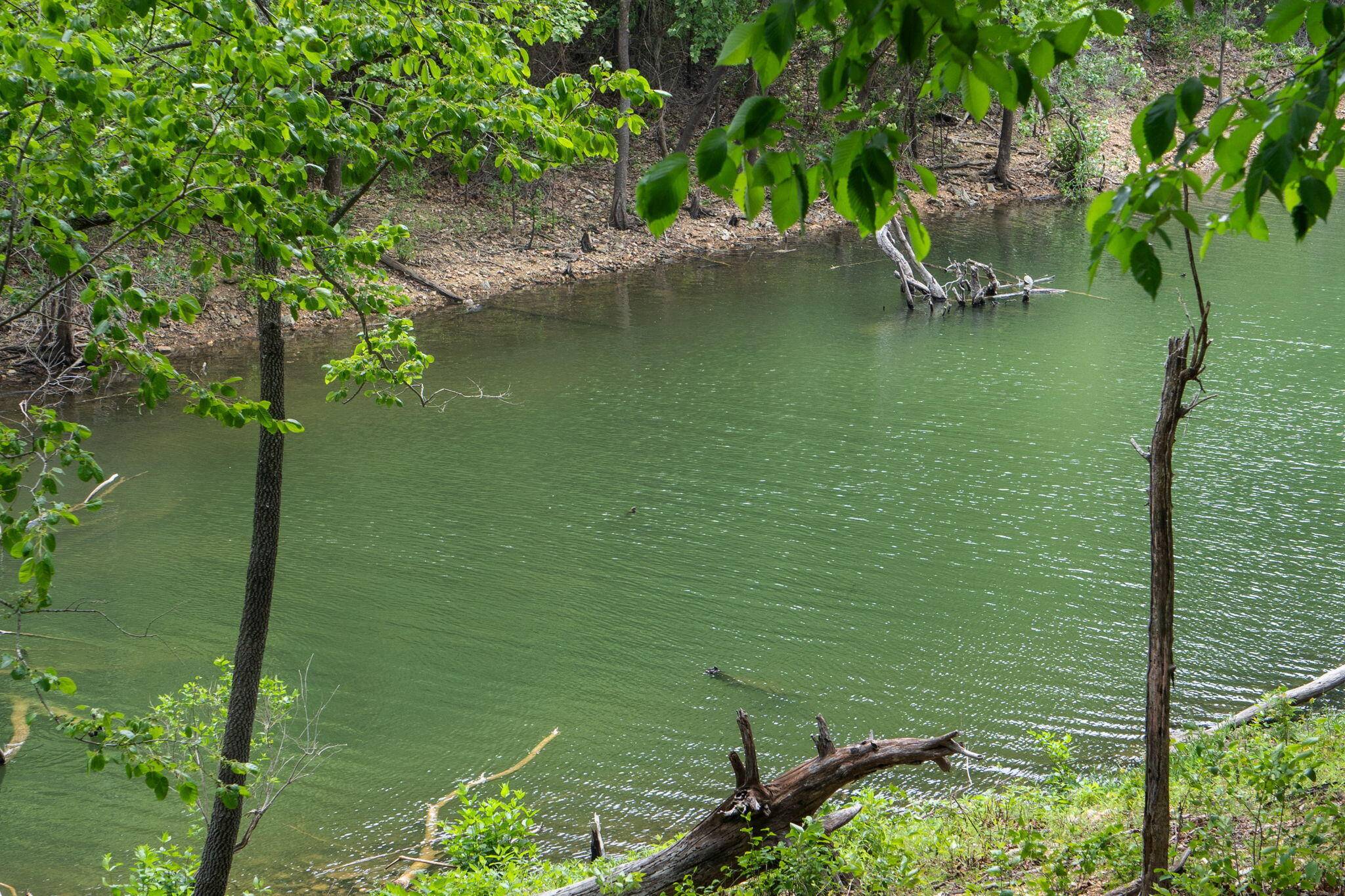 27278 Timber Springs RD, Shell Knob, MO 65747