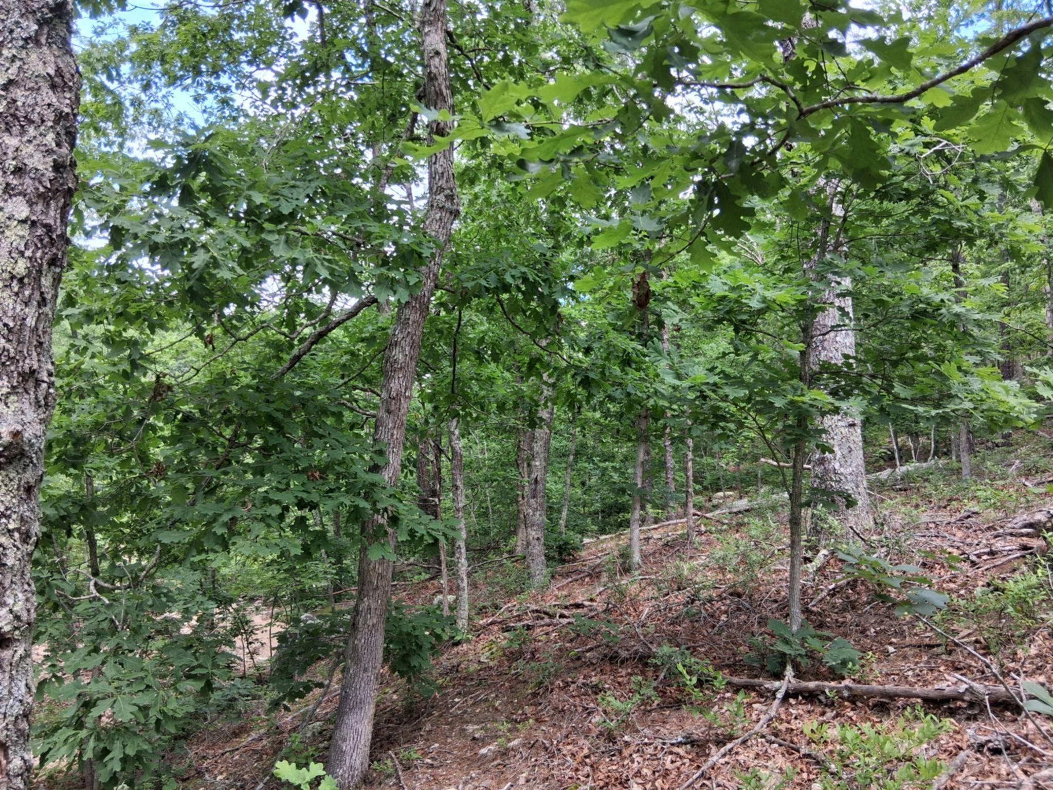 Tbd Golden DR, Raymondville, MO 65555